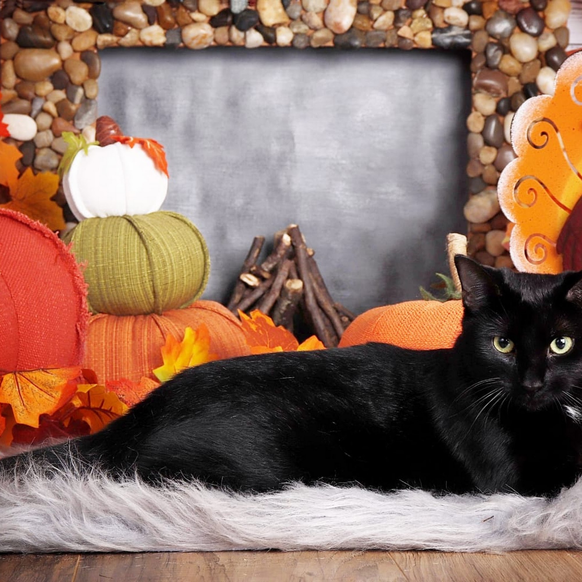 Ruby Clippers Pet Grooming and Photo Studio Oakland Park