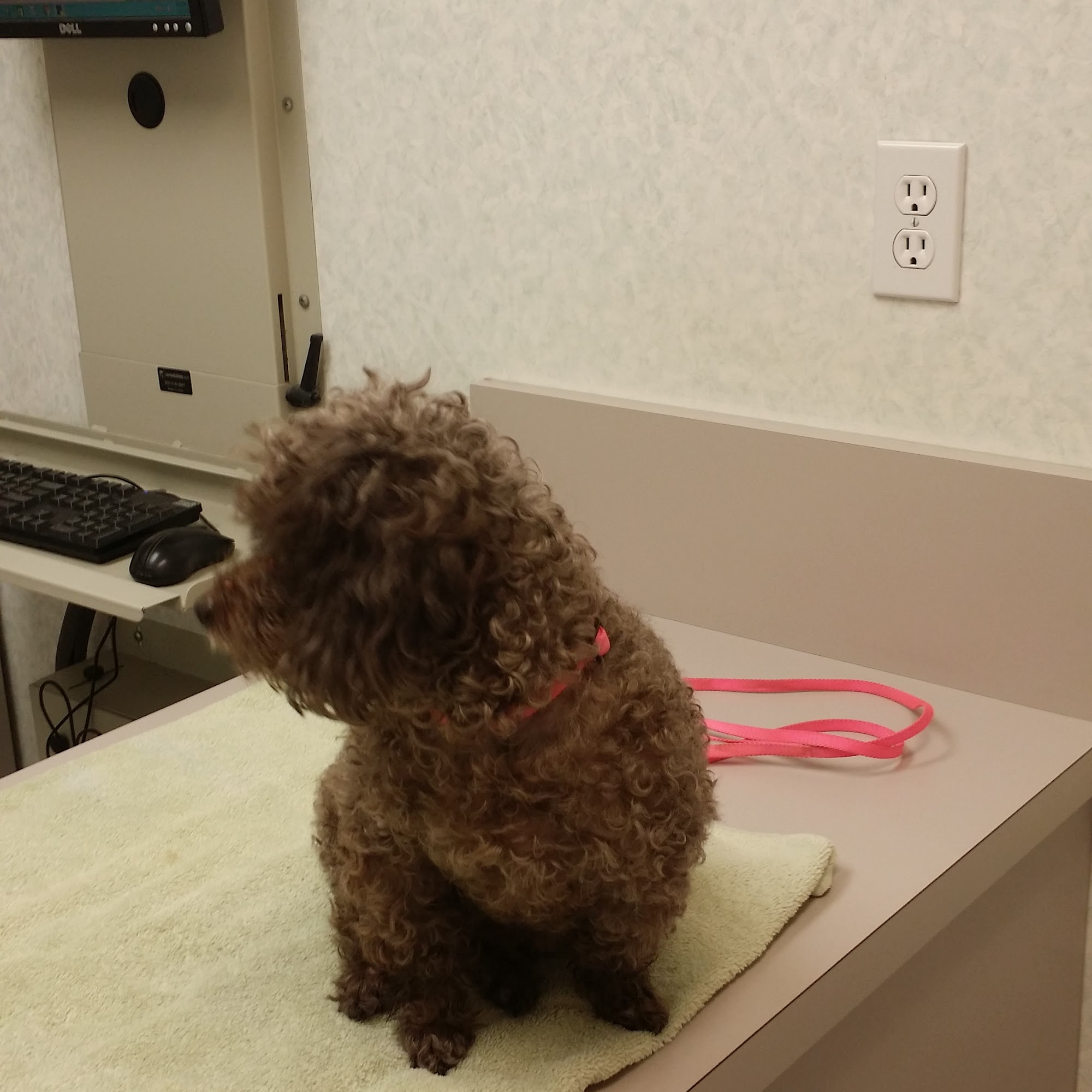 Animal Hospital of Ft Lauderdale Oakland Park