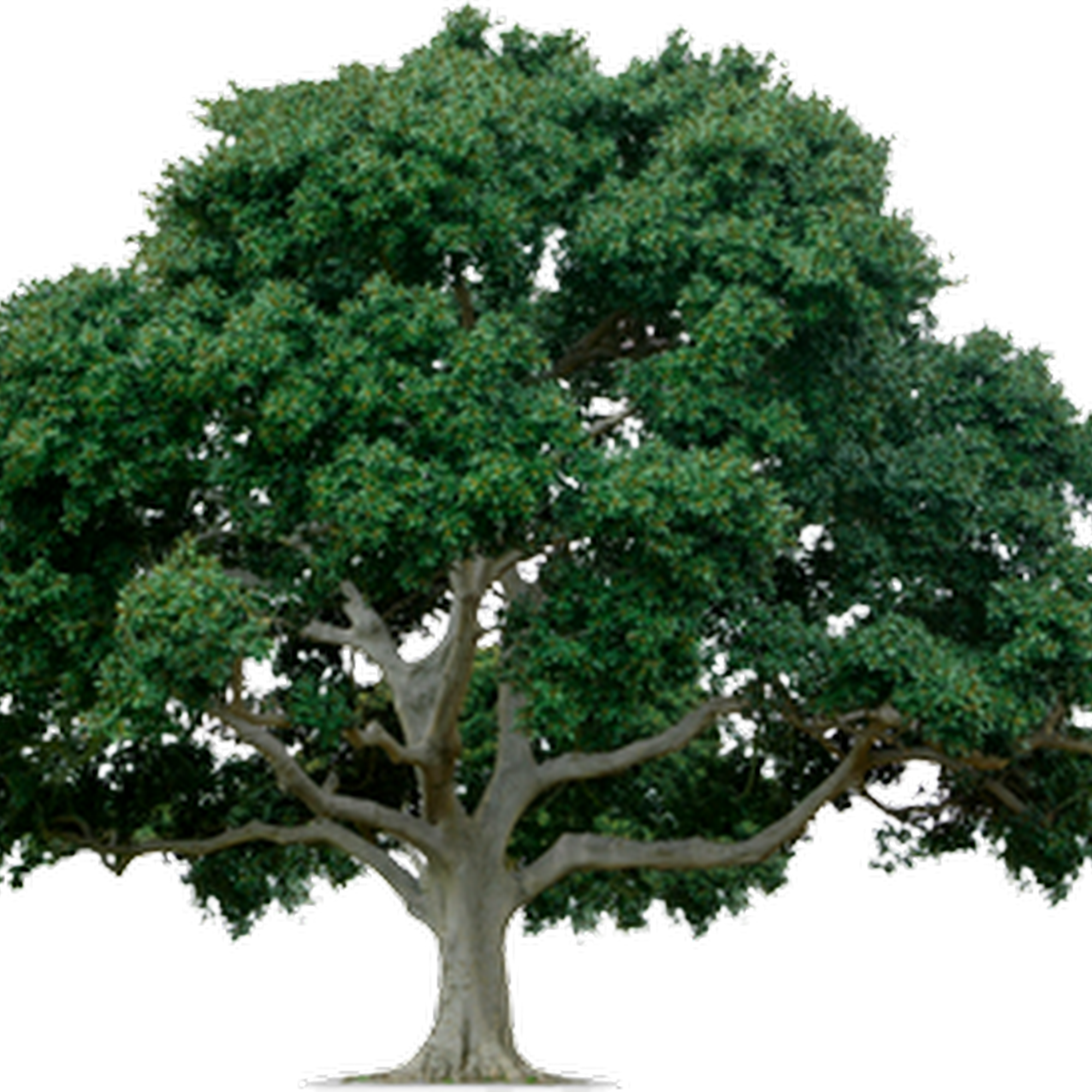 C Way Hoyt Consulting Arborist