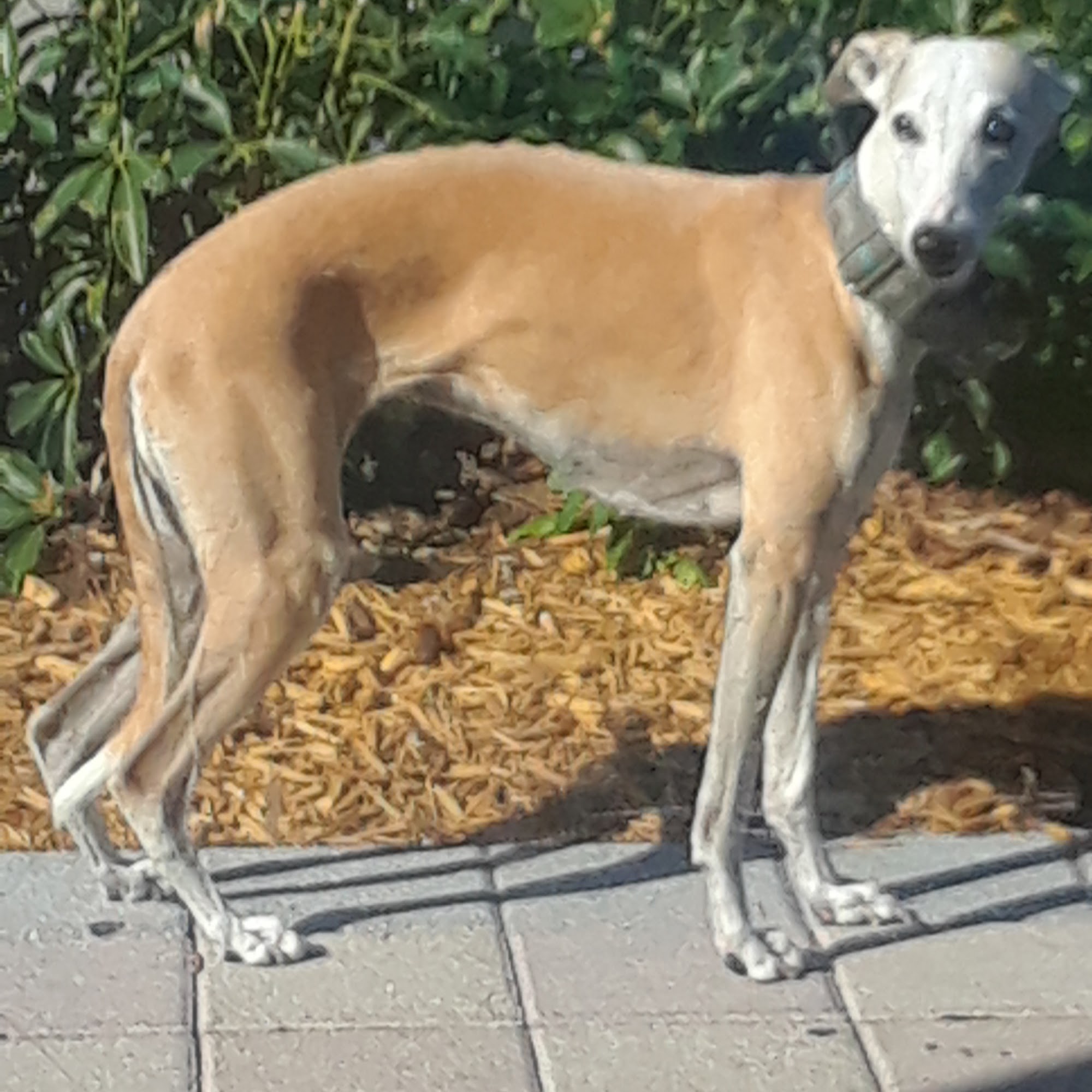 Golden paws Oakland Park