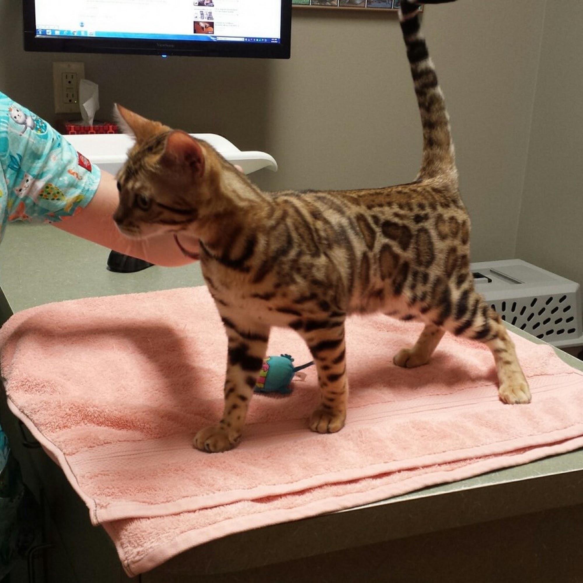 Brick City Cat Hospital Ocala