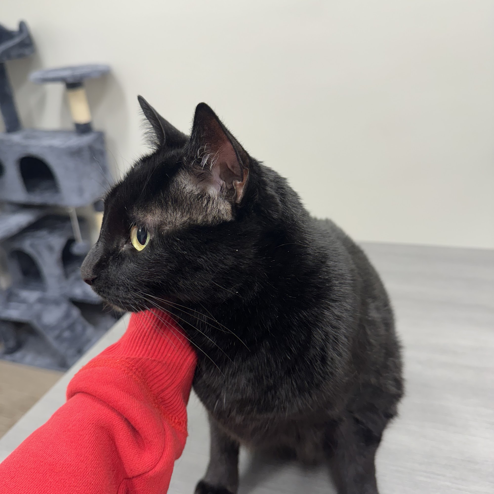 Magnolia Animal Hospital Ocala