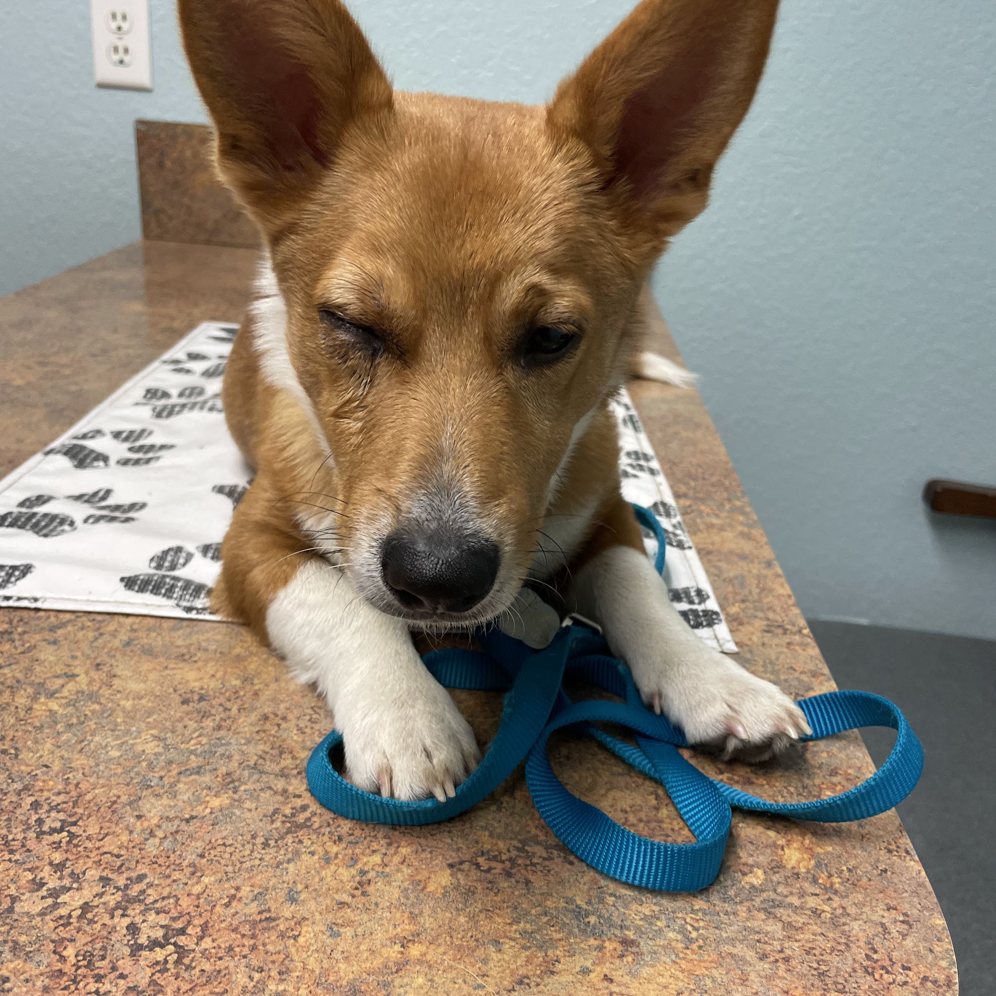 South Ocala Animal Clinic Ocala