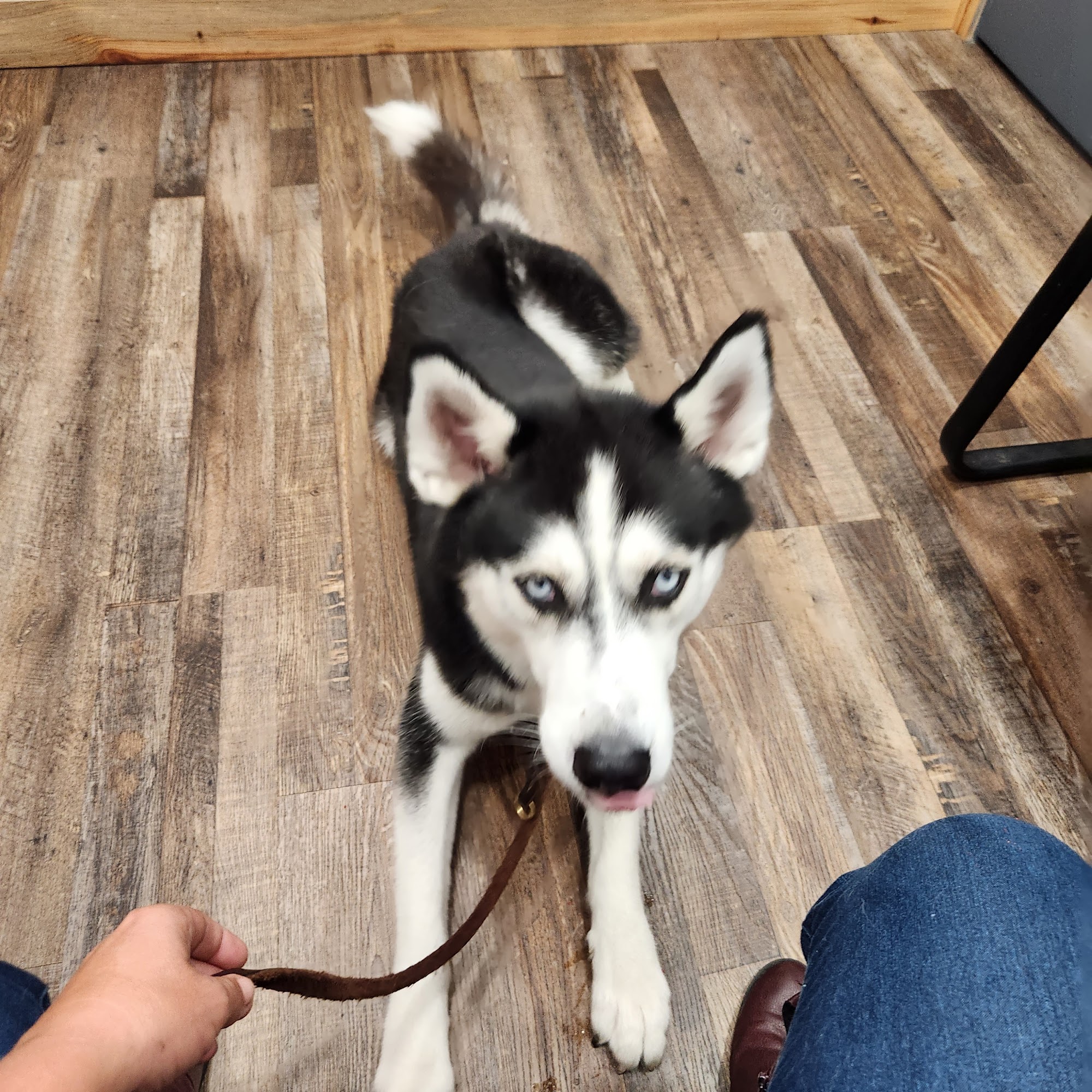 Shady Road Vet Clinic Inc Ocala