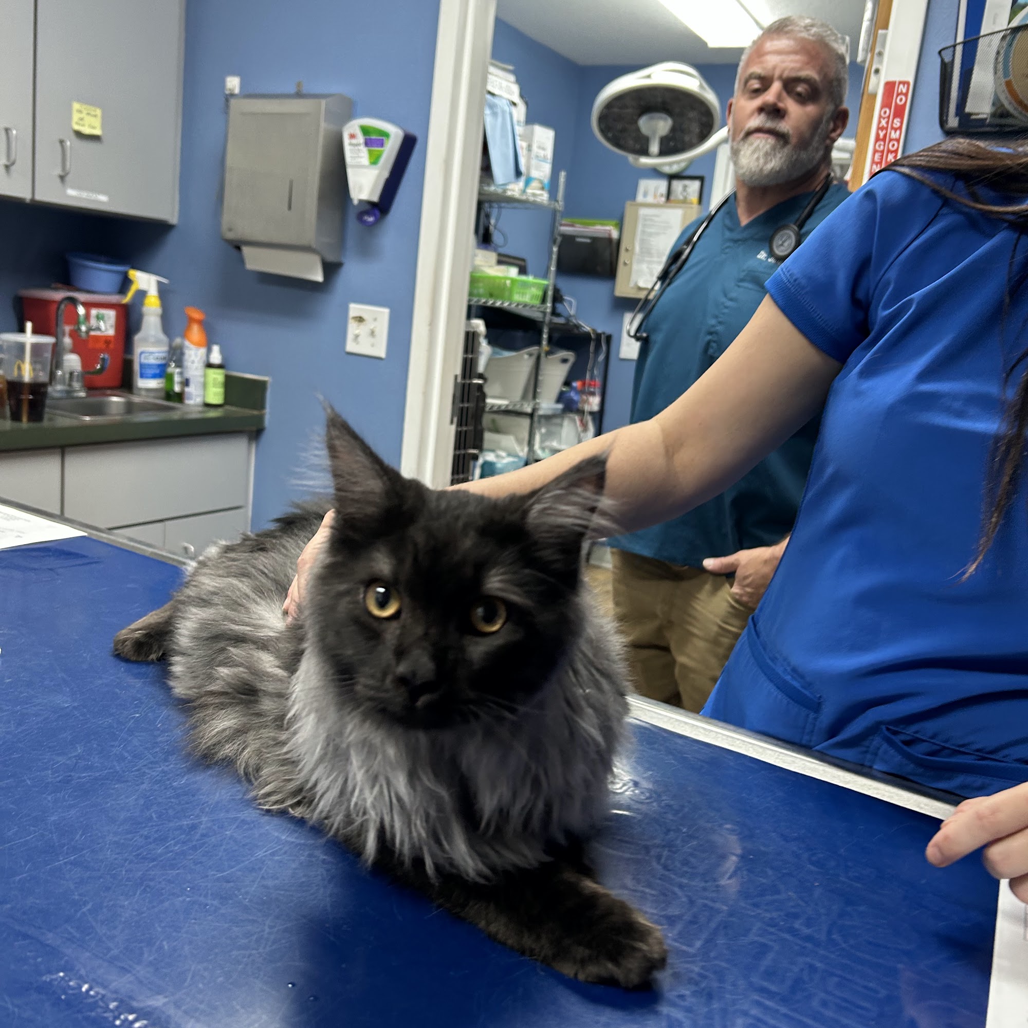 Silver Springs Shores Animal Hospital Ocala