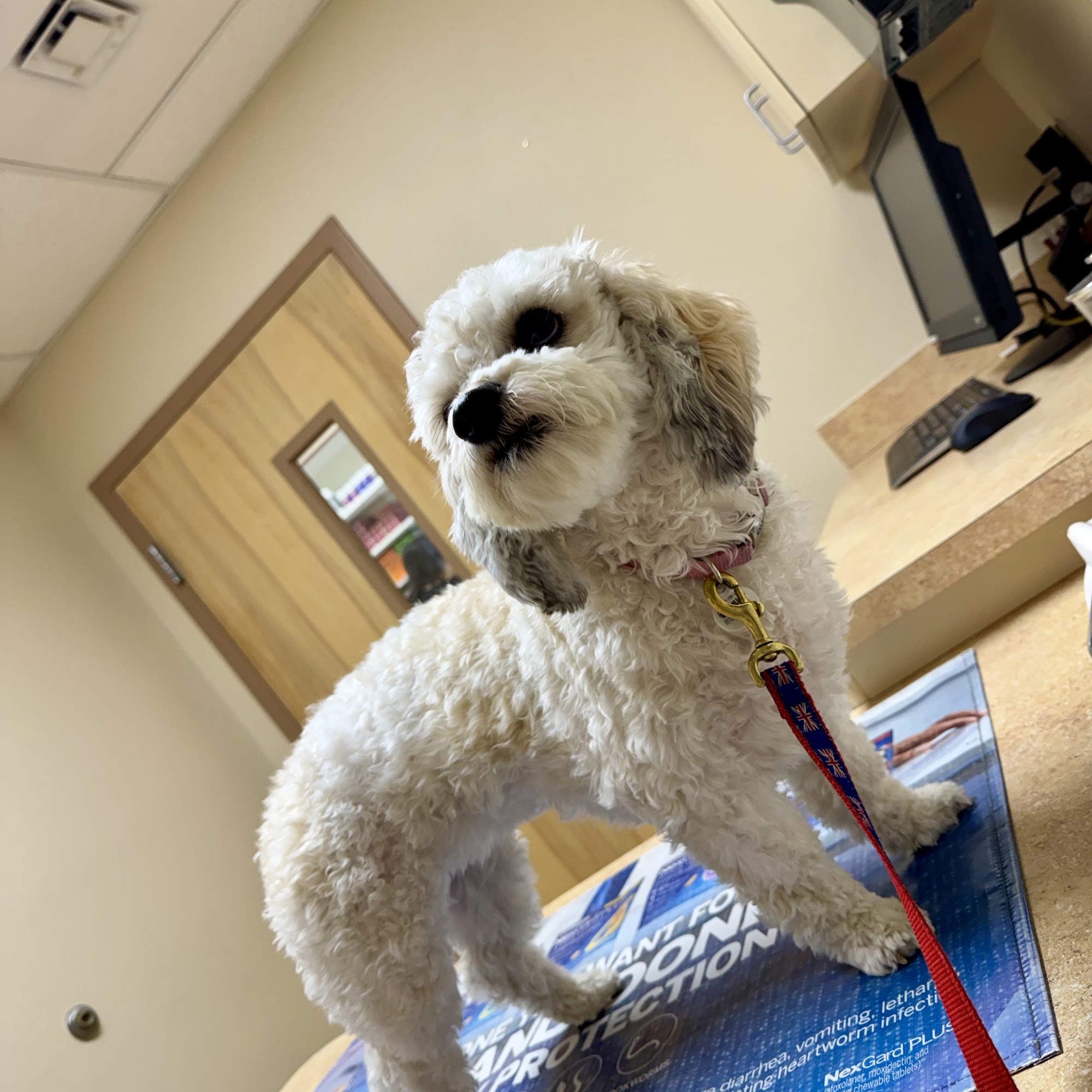 Town & Country Animal Hospital Ocala