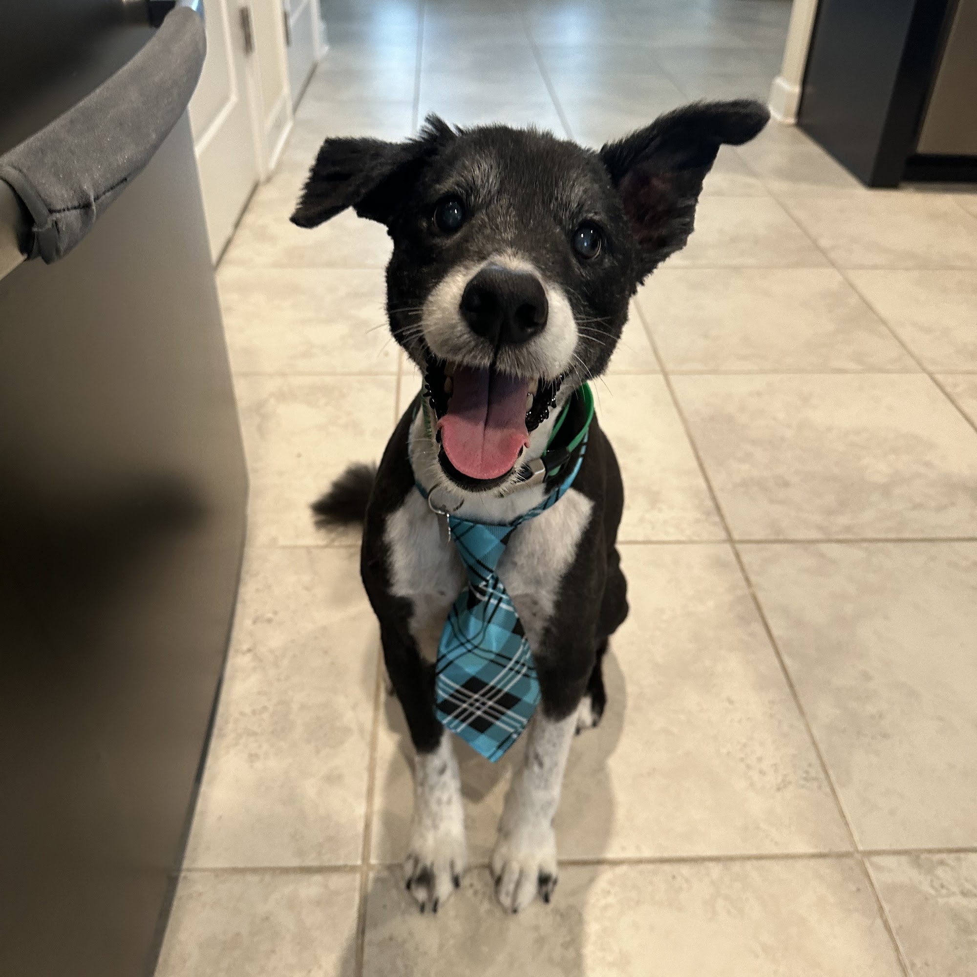 Fox Creek Animal Hospital Ocala