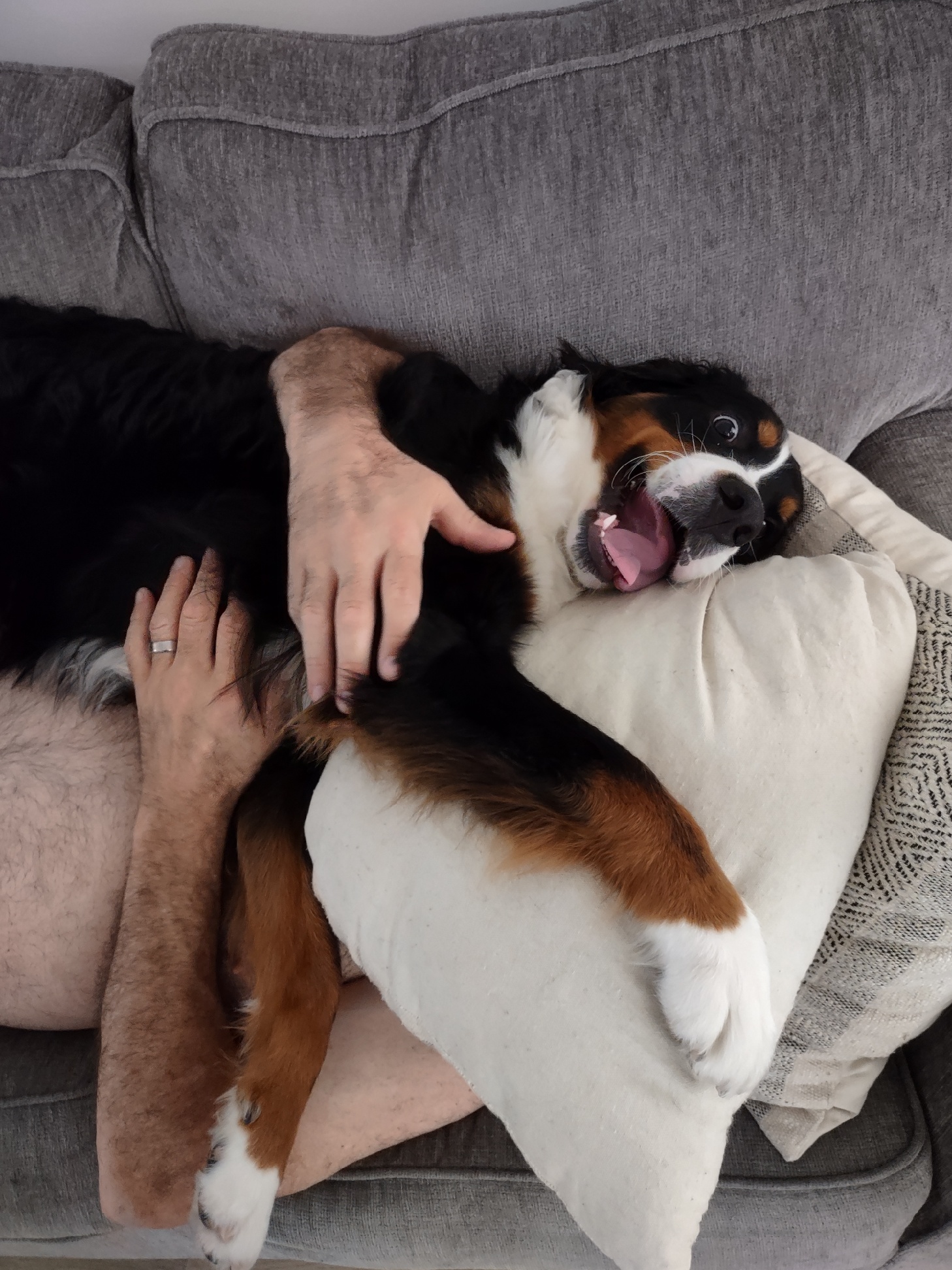 Prime Time Bernedoodles Ocala