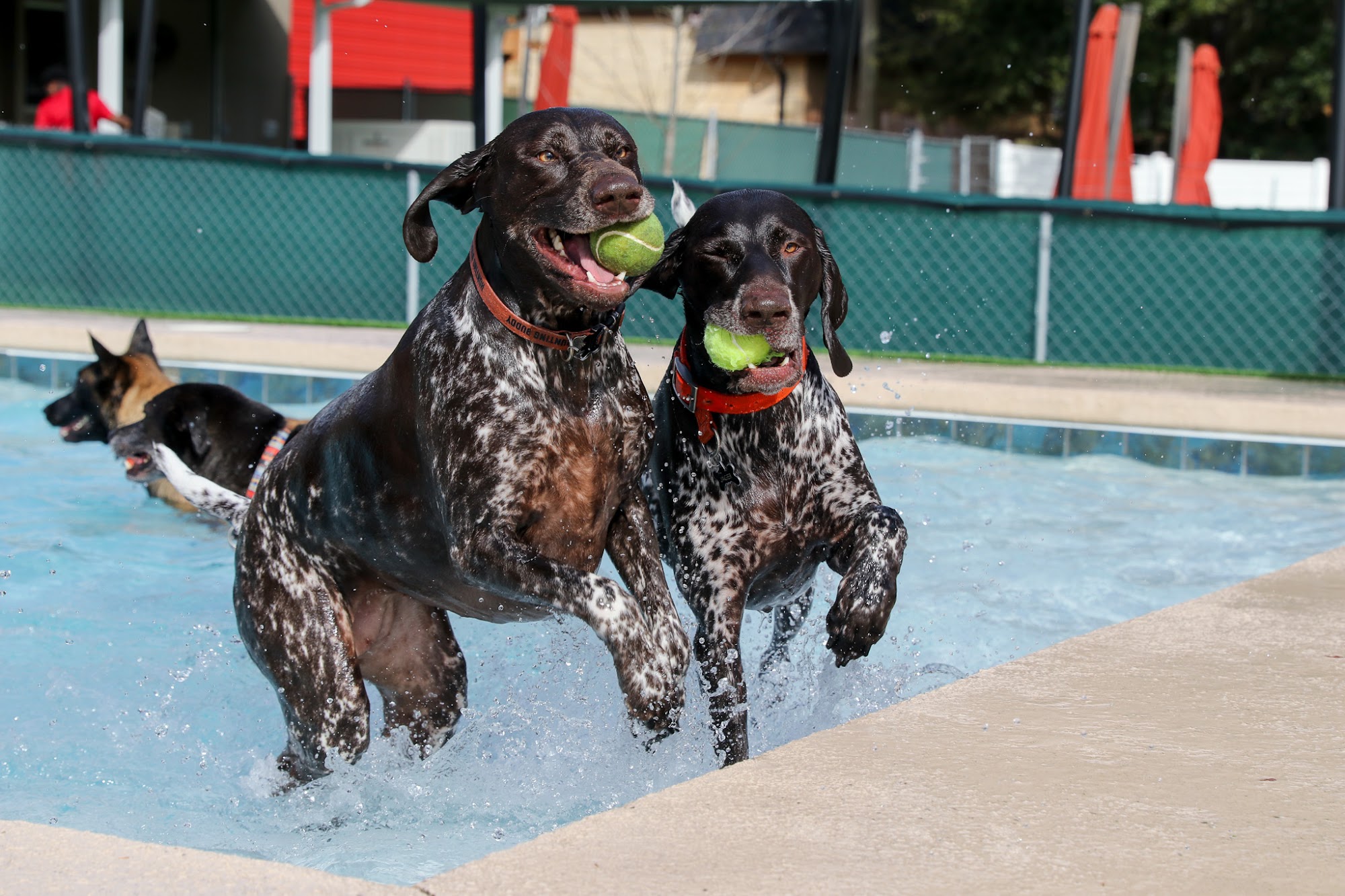 Red Fern Pet Lodge Ocala