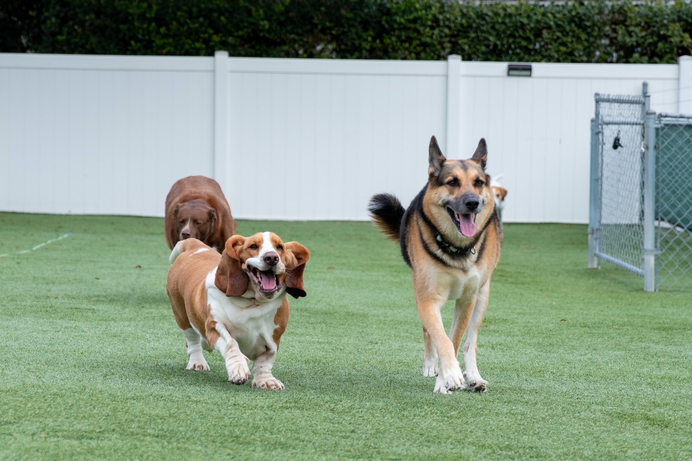 Red Fern Pet Lodge Ocala