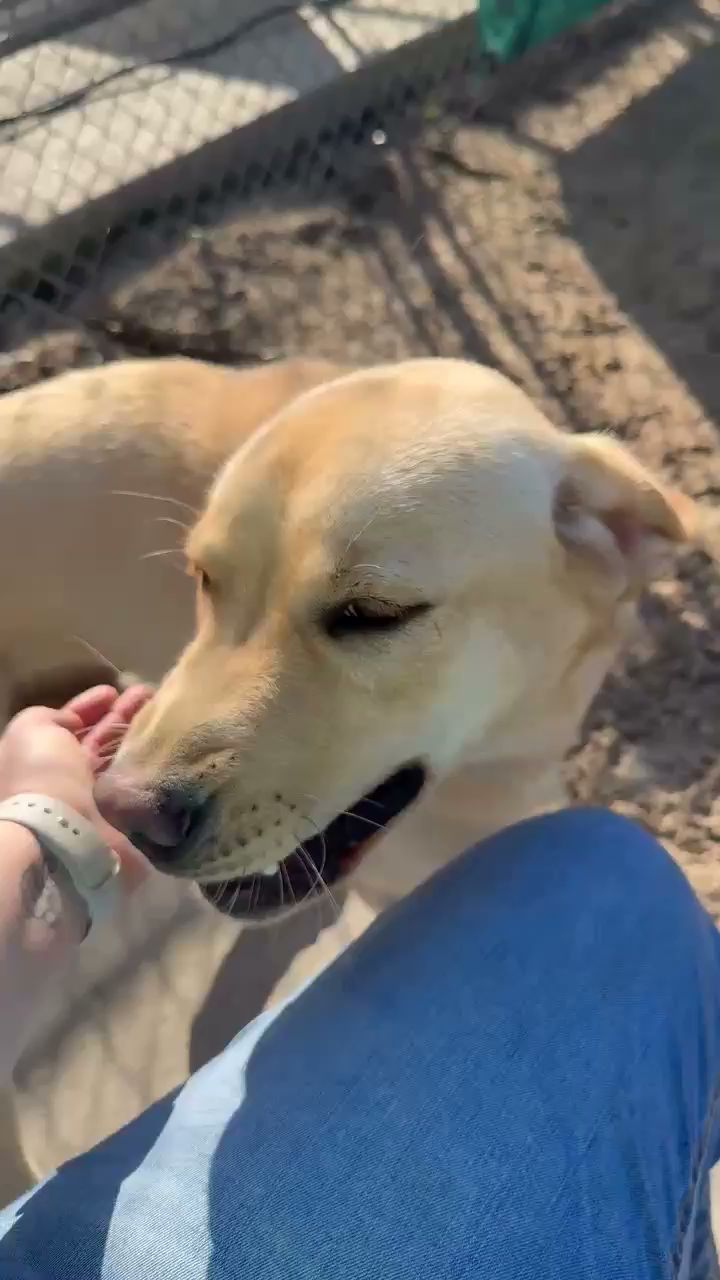 DogWalker Ranch Ocala