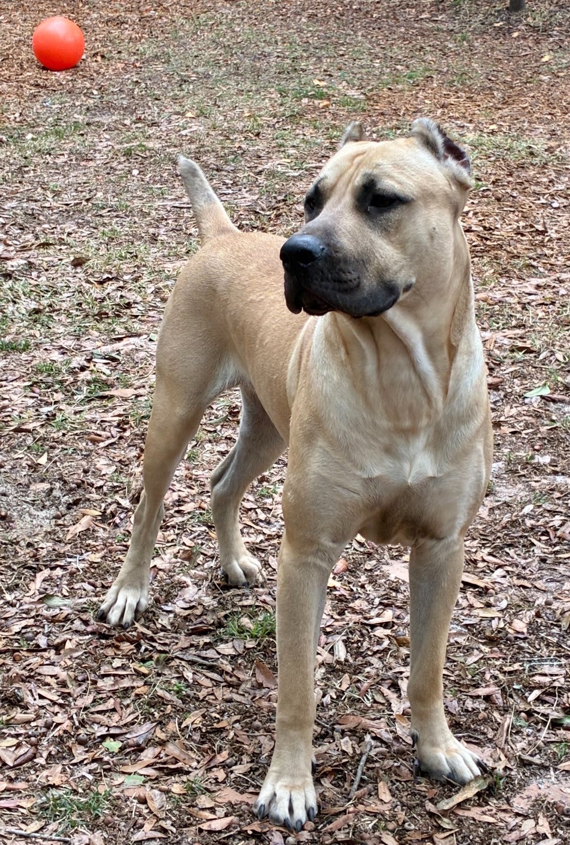 PALMETTO KENNELS Ocala