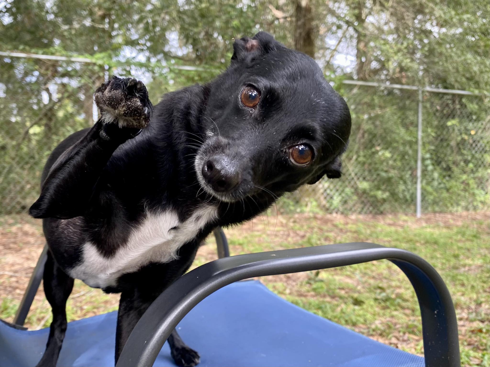 PALMETTO KENNELS Ocala