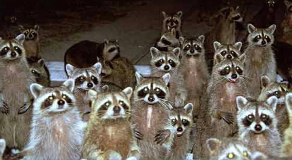 McCall Technology Group