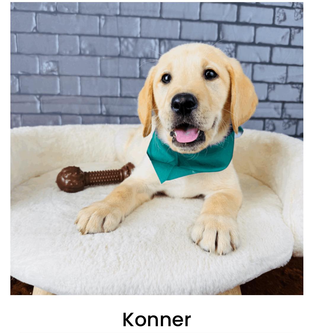 Quality Puppies USA Ocala