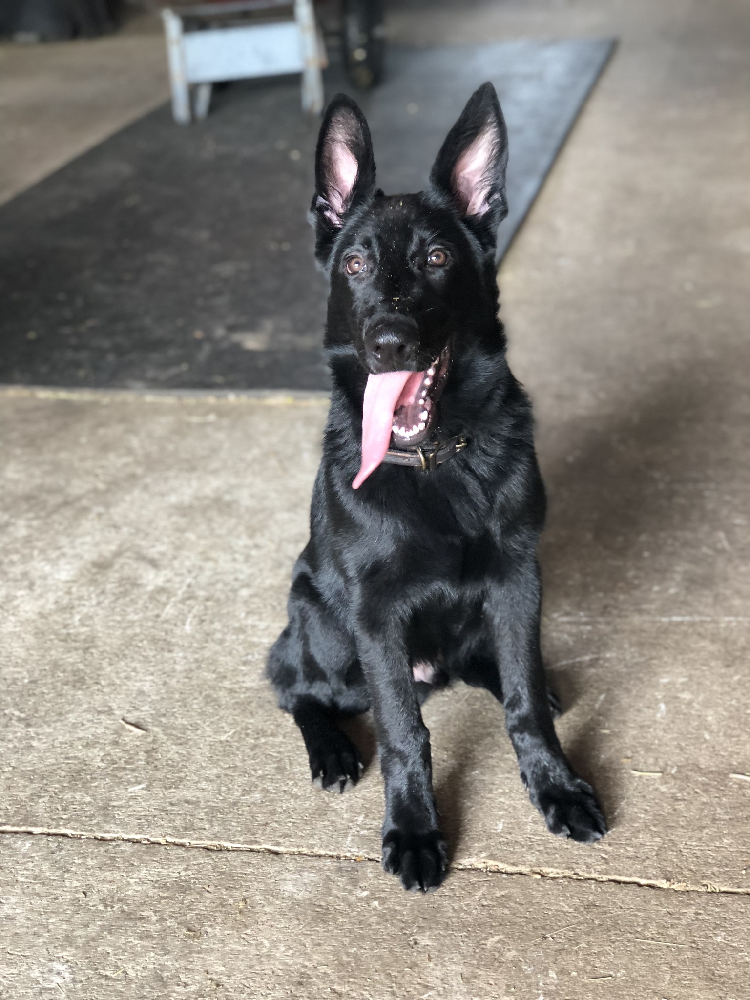 Quail Meadow Animal Hospital Ocala