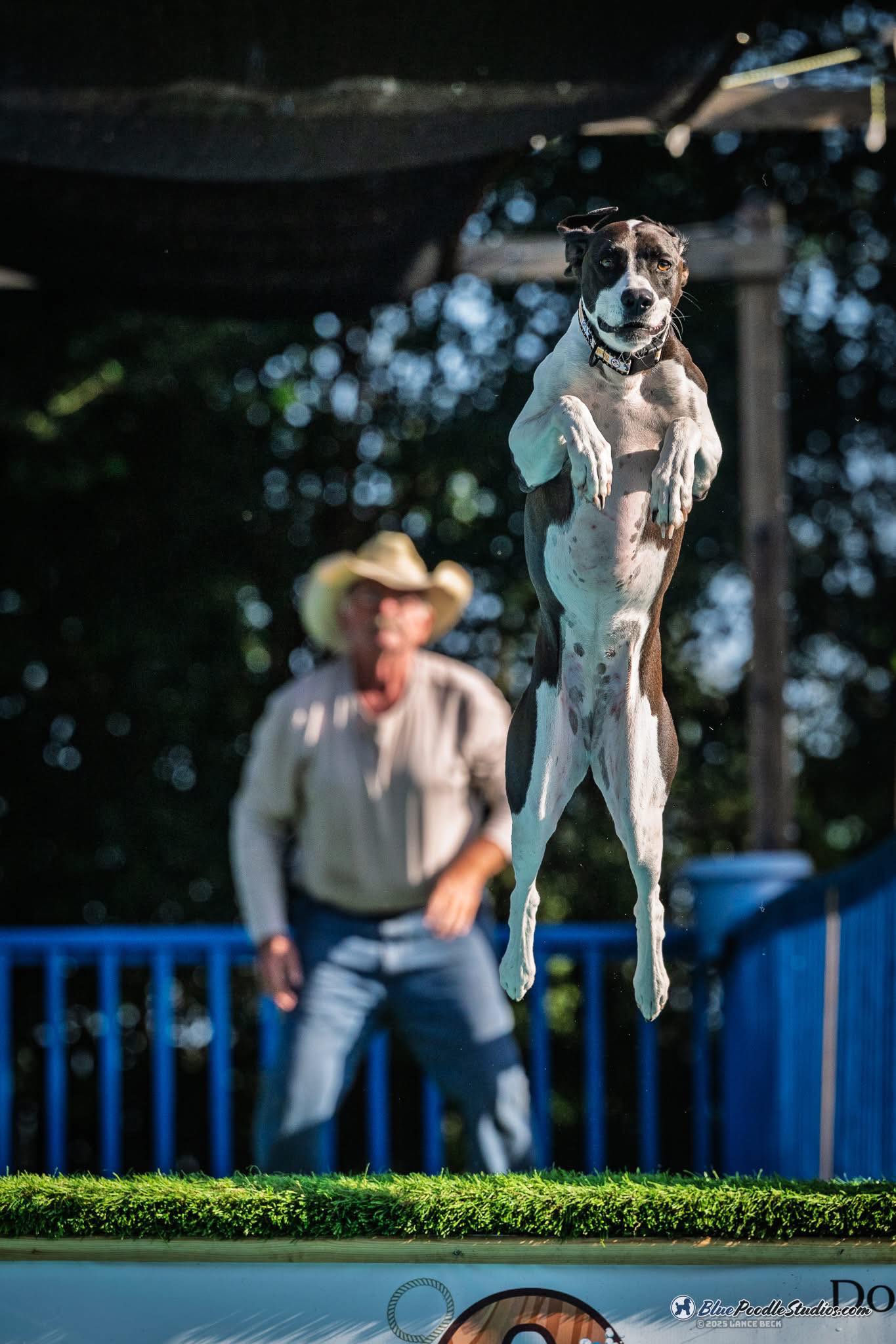 Ocala Dog Ranch Ocala