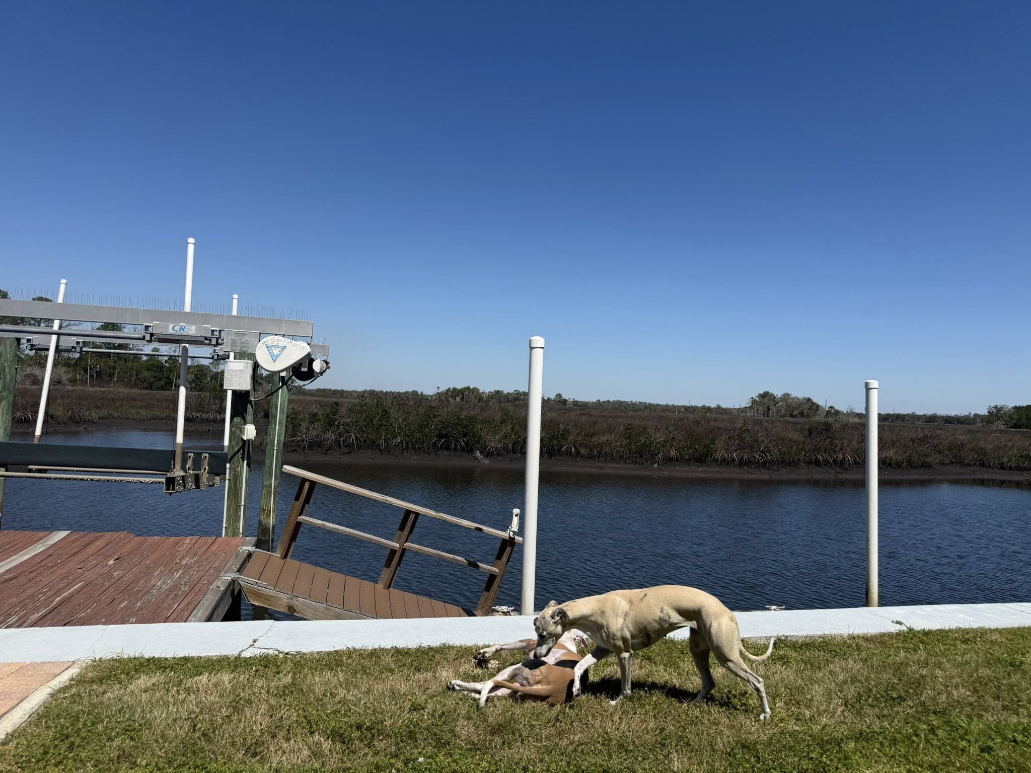 Welcome to Wise Heart Whippets Ocala