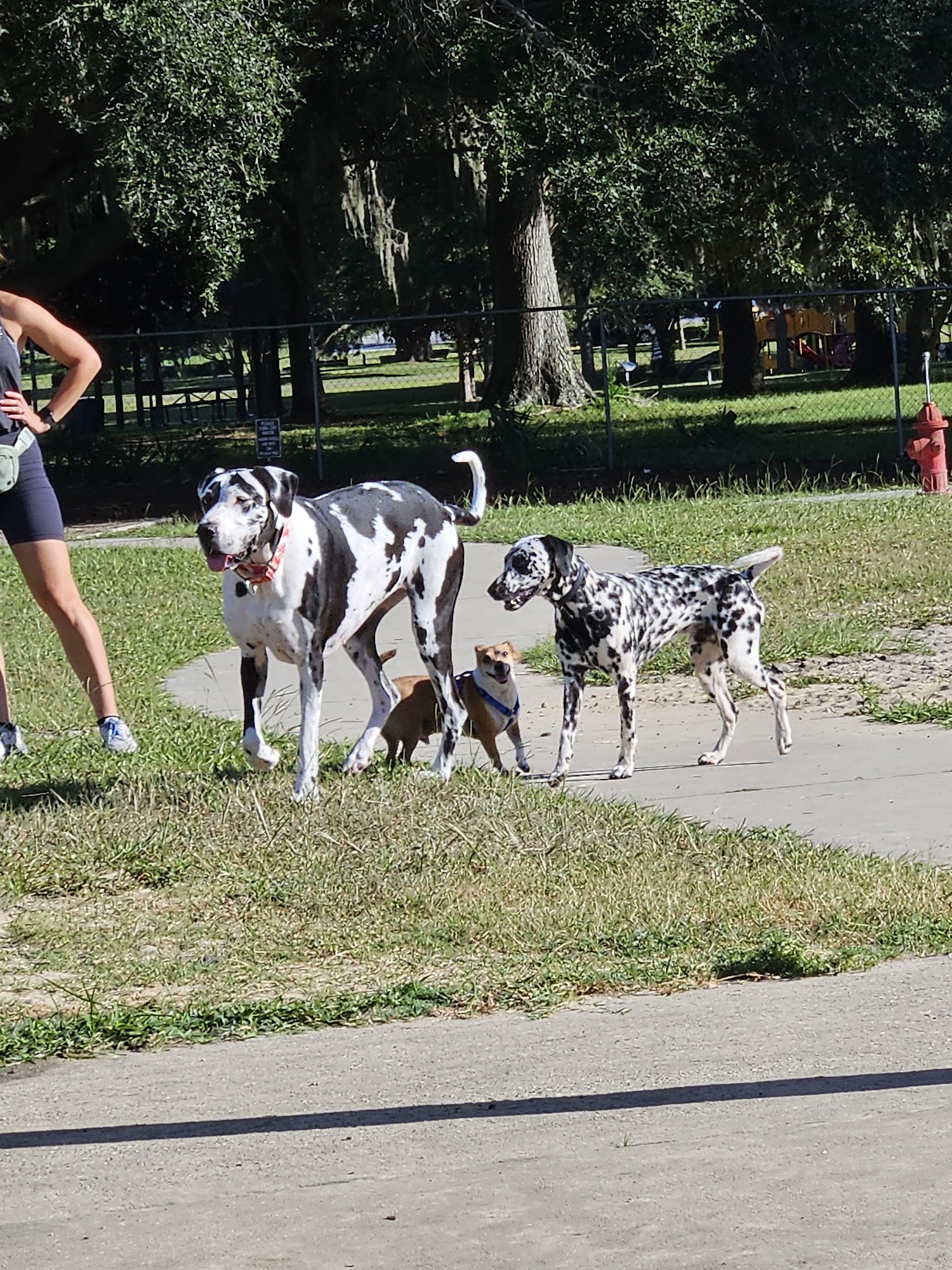 Letty Towles Dog Park Ocala