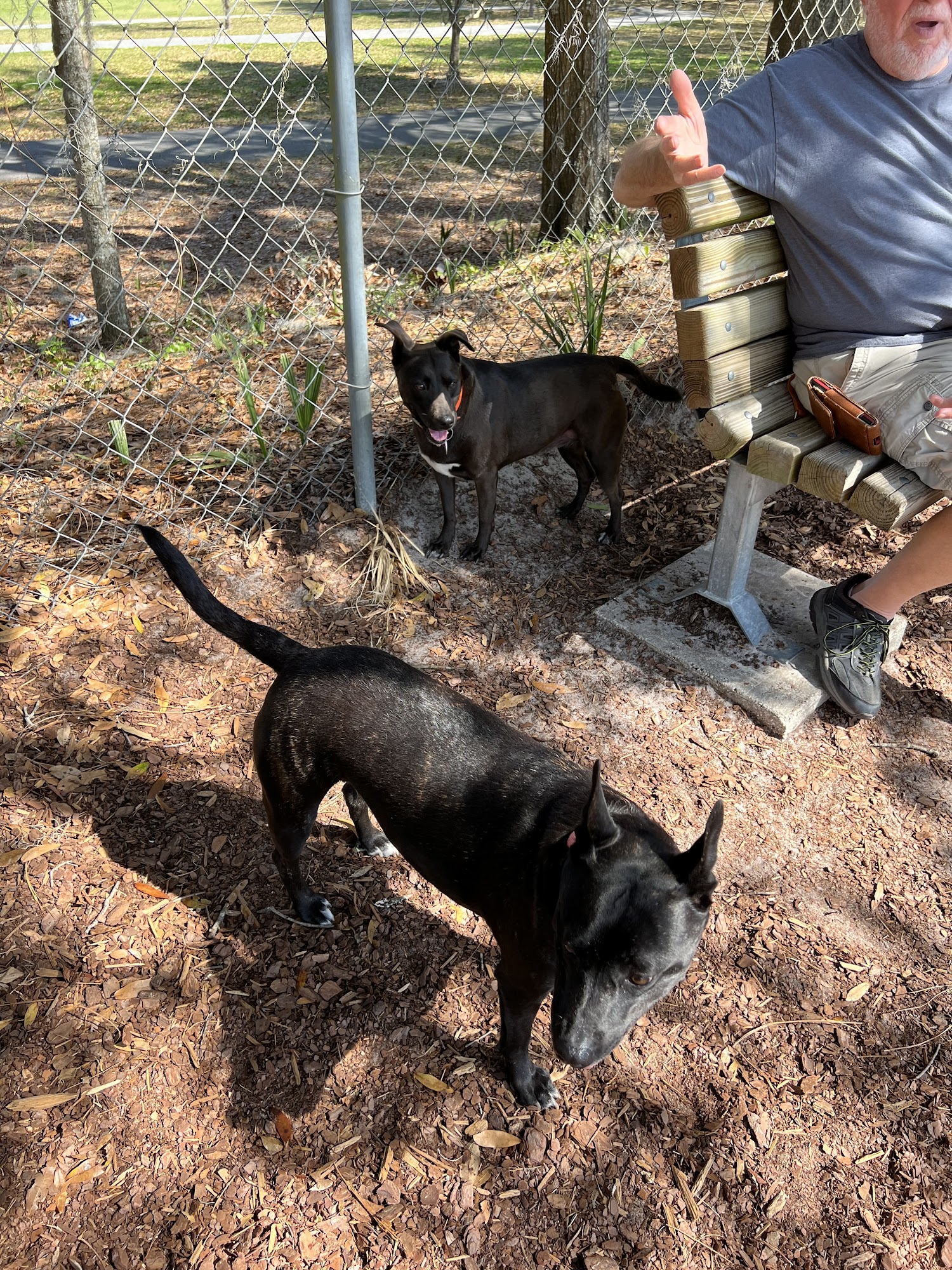 Letty Towles Dog Park Ocala