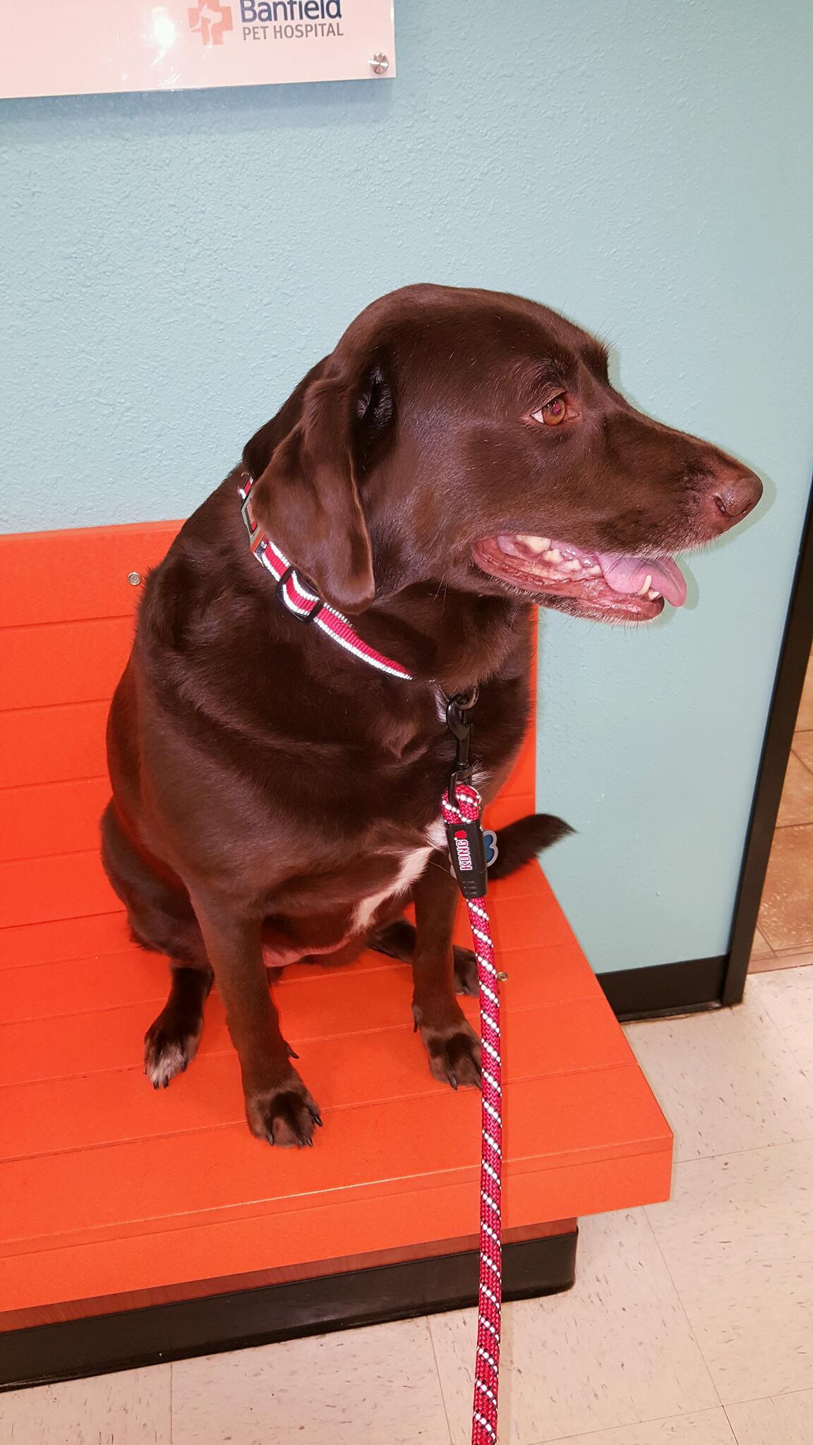 Banfield Pet Hospital Ocoee