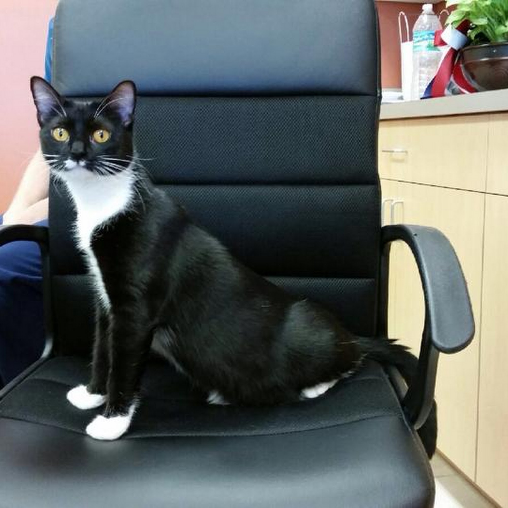 CarePlus Veterinary Clinic Ocoee