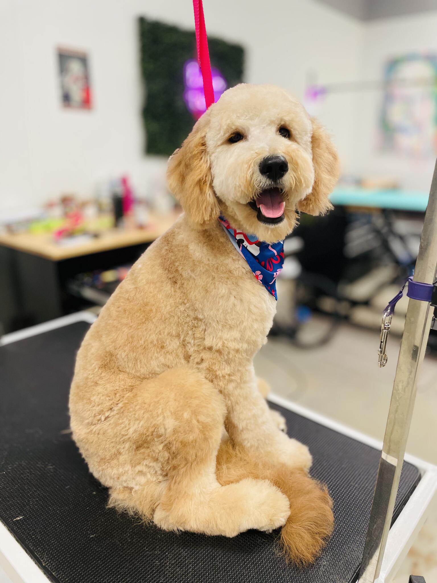 Topknots Pet Grooming LLC Ocoee