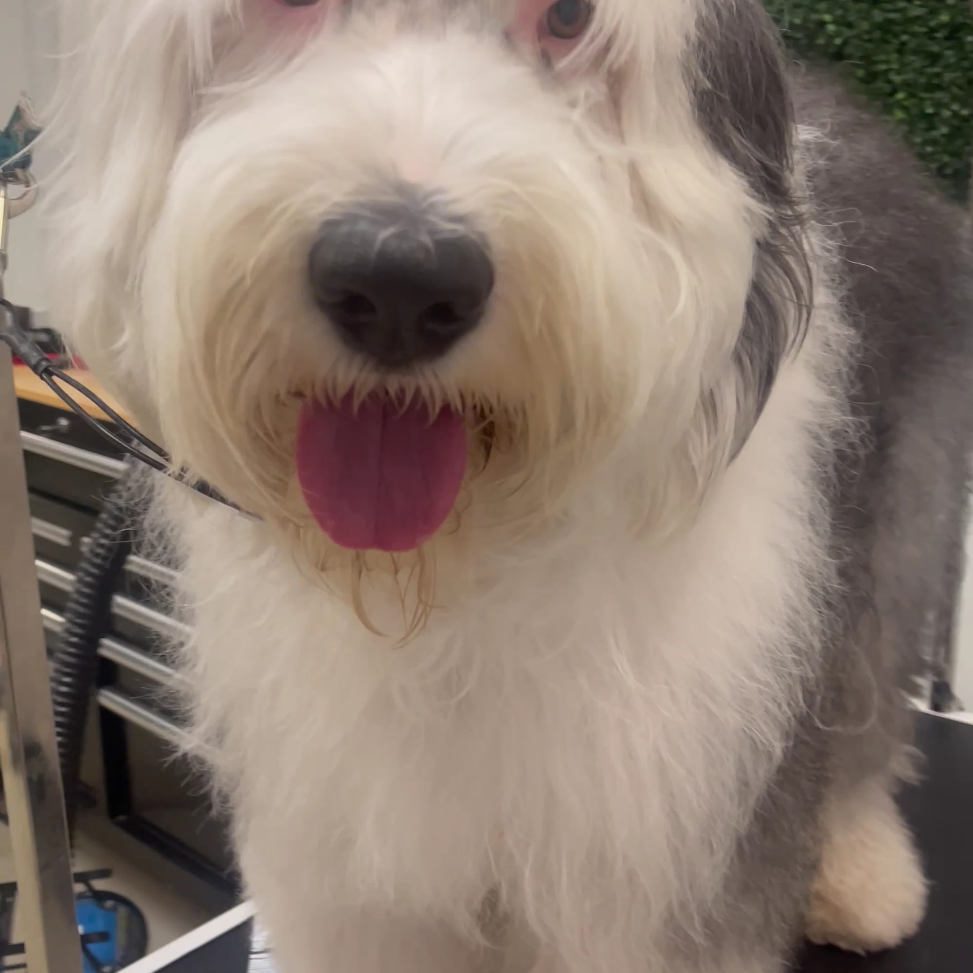 Topknots Pet Grooming LLC Ocoee