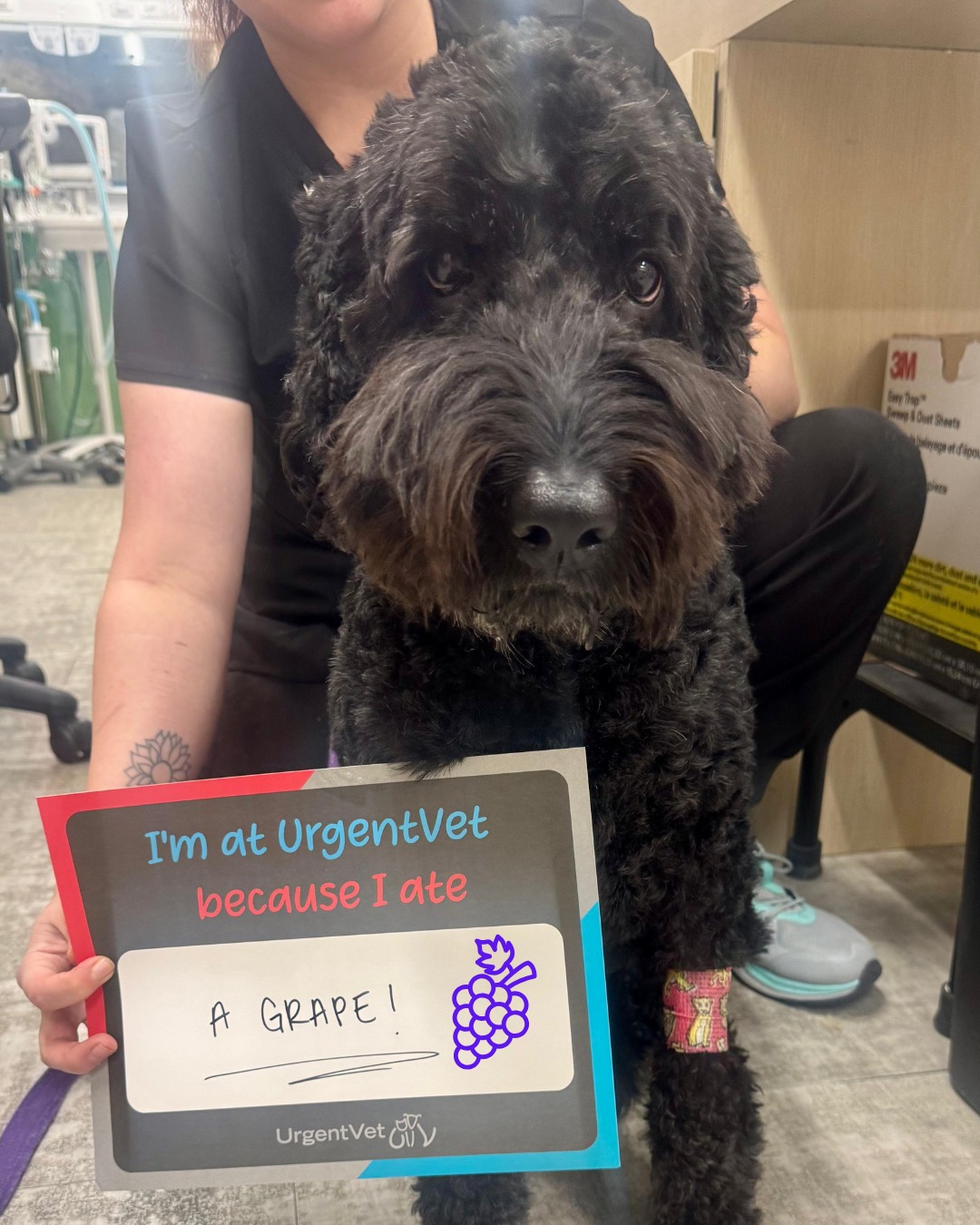 UrgentVet - West Orlando Ocoee