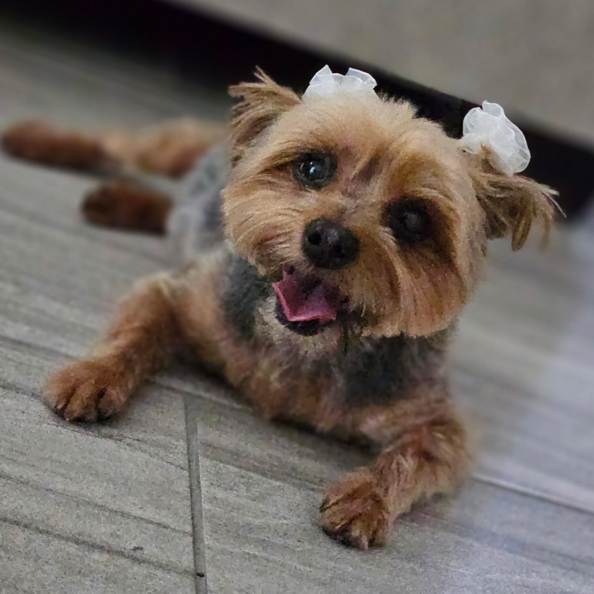 UrgentVet - West Orlando Ocoee