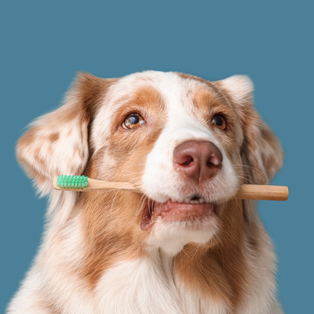 Good Shepherd Pet Hospital Odessa