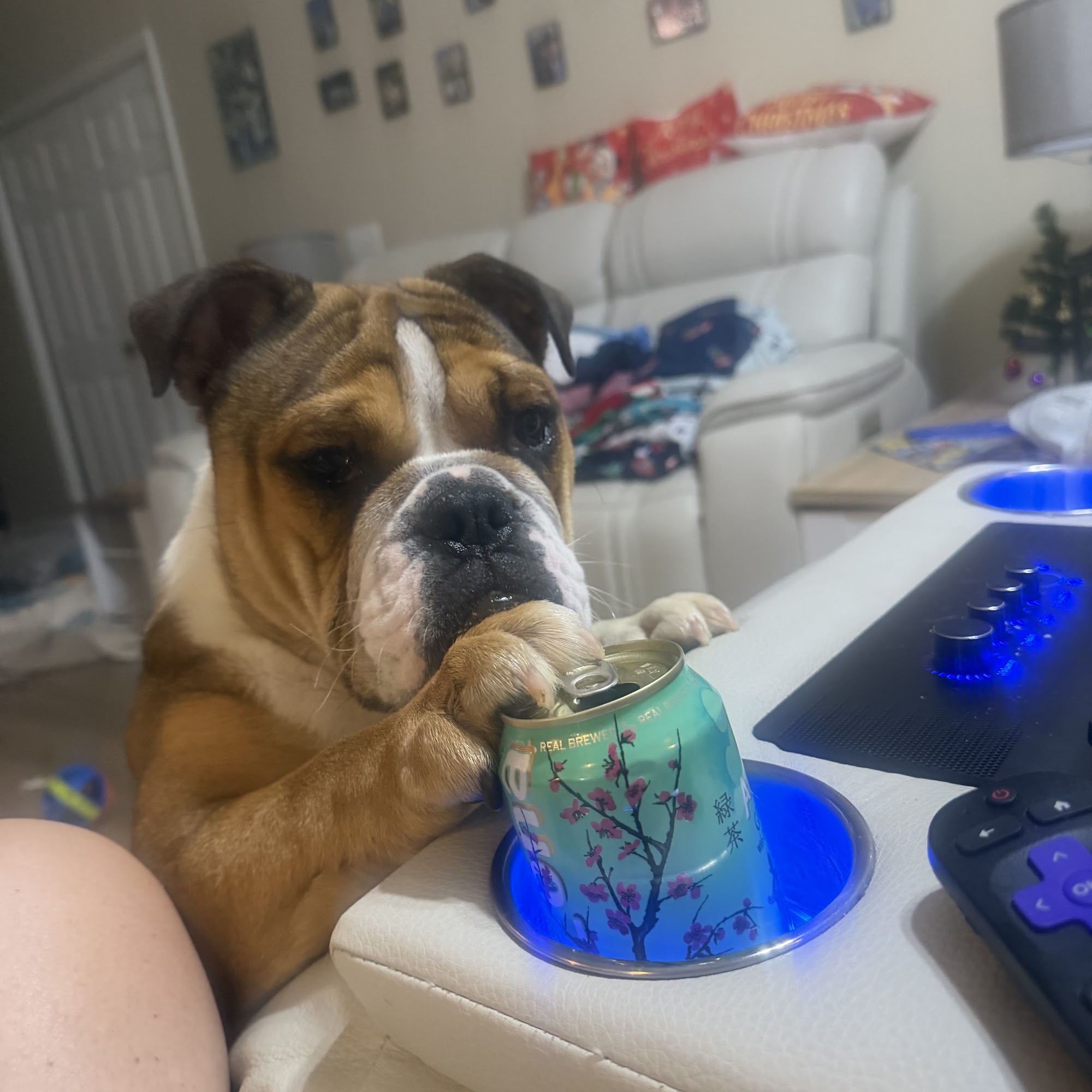 Pet Paradise Odessa Odessa