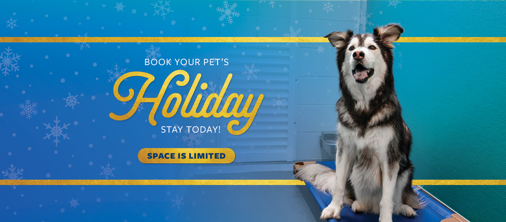 Pet Paradise Odessa Odessa