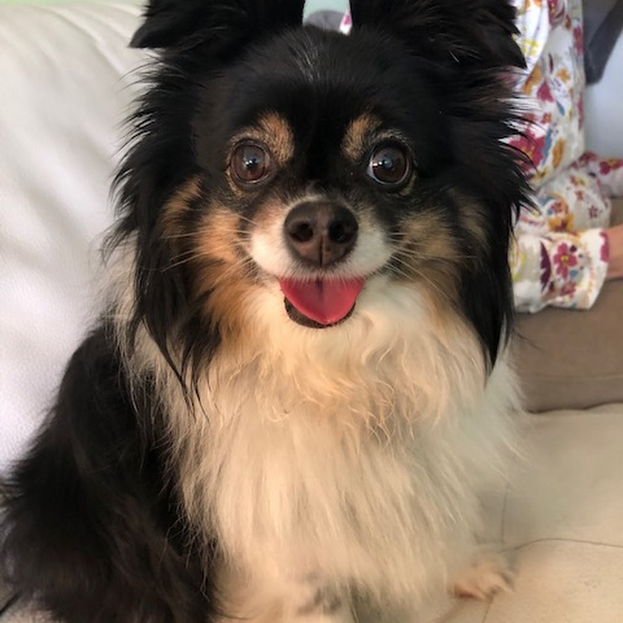 Amy's Canine Kindergarten