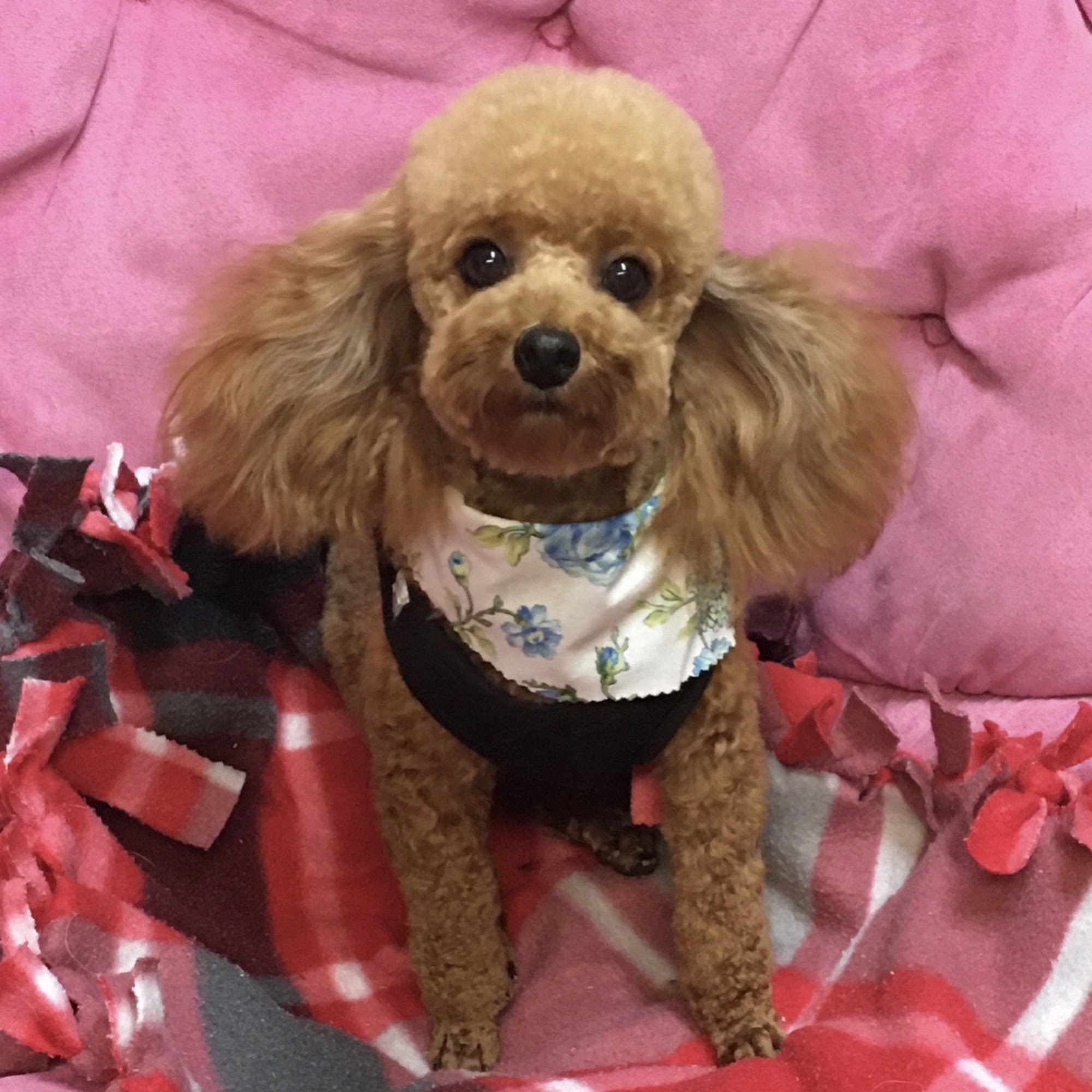 Candace Davis DVM Okeechobee