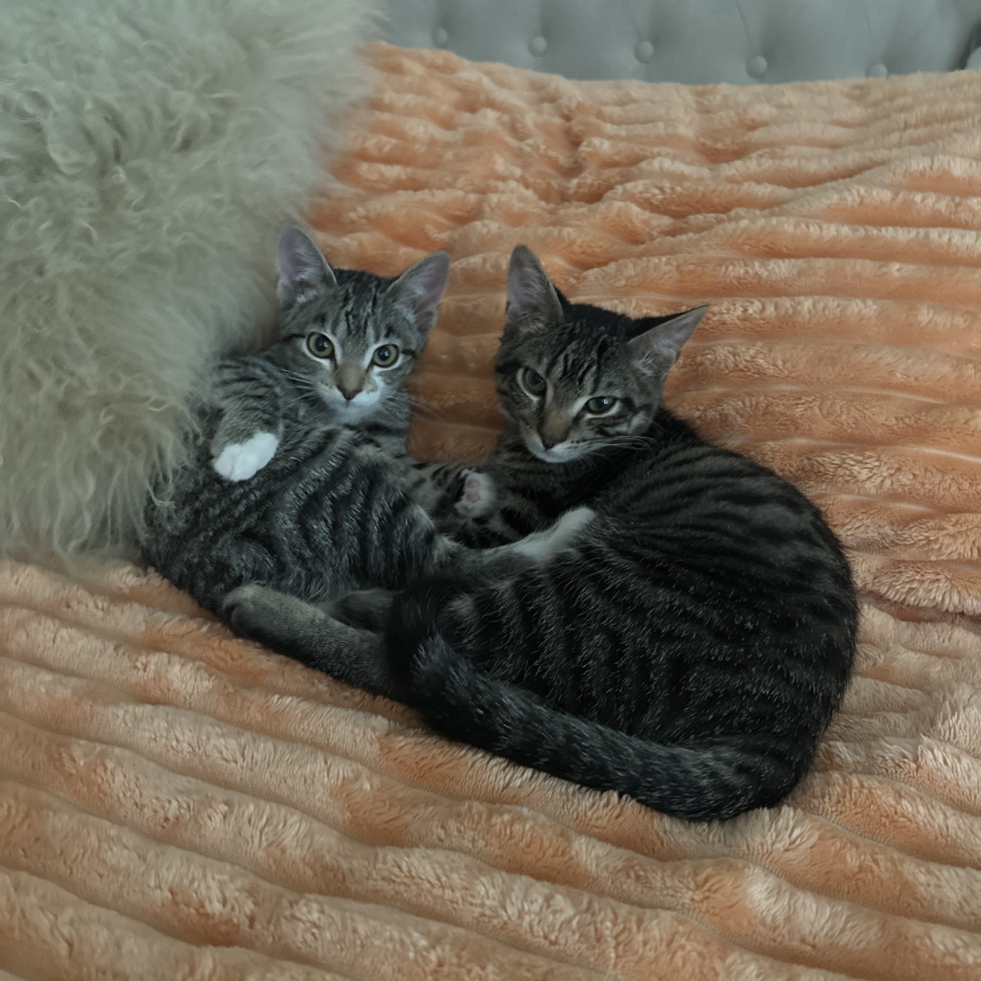 Northlake Veterinary Hospital Okeechobee