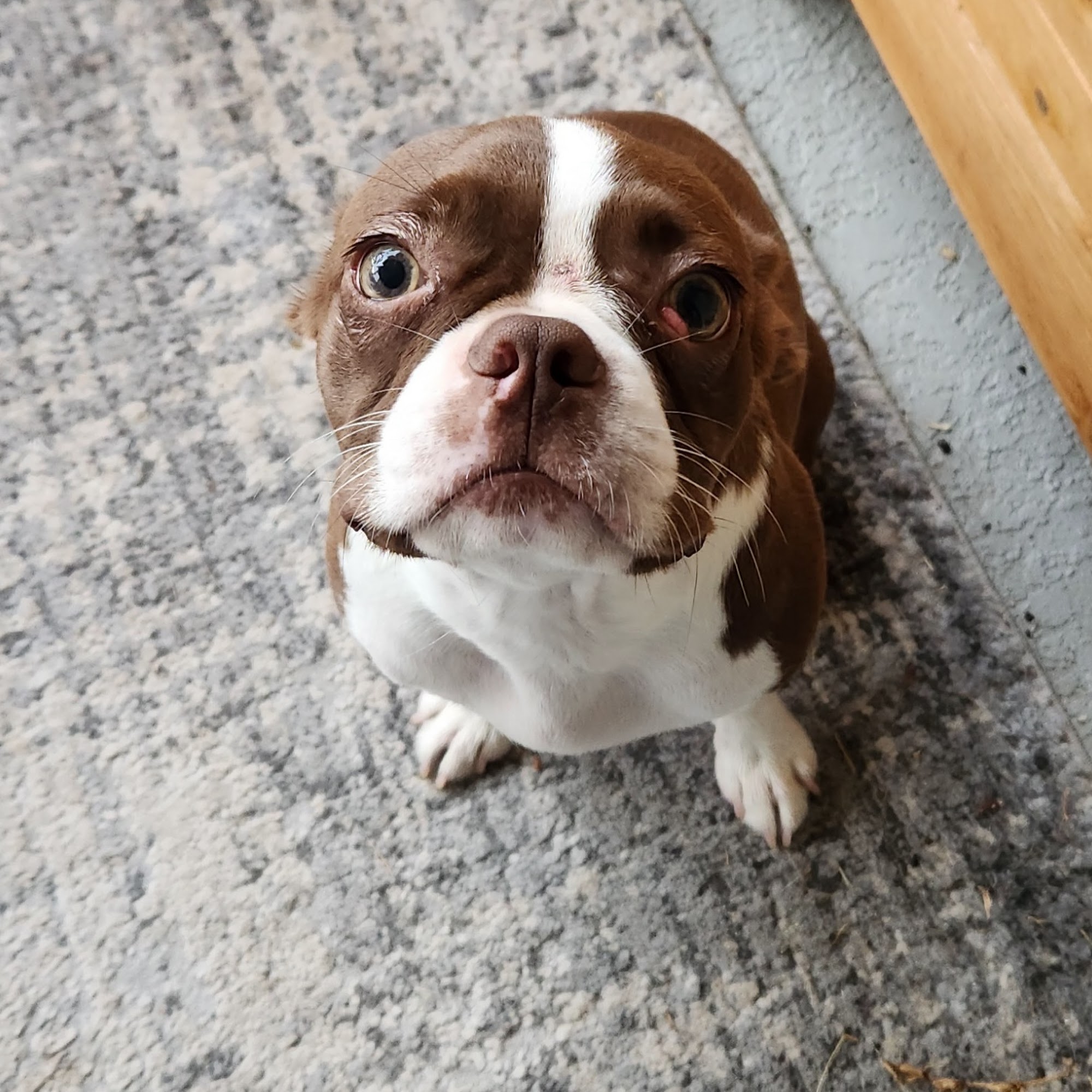 Woodlands Animal Hospital Oldsmar