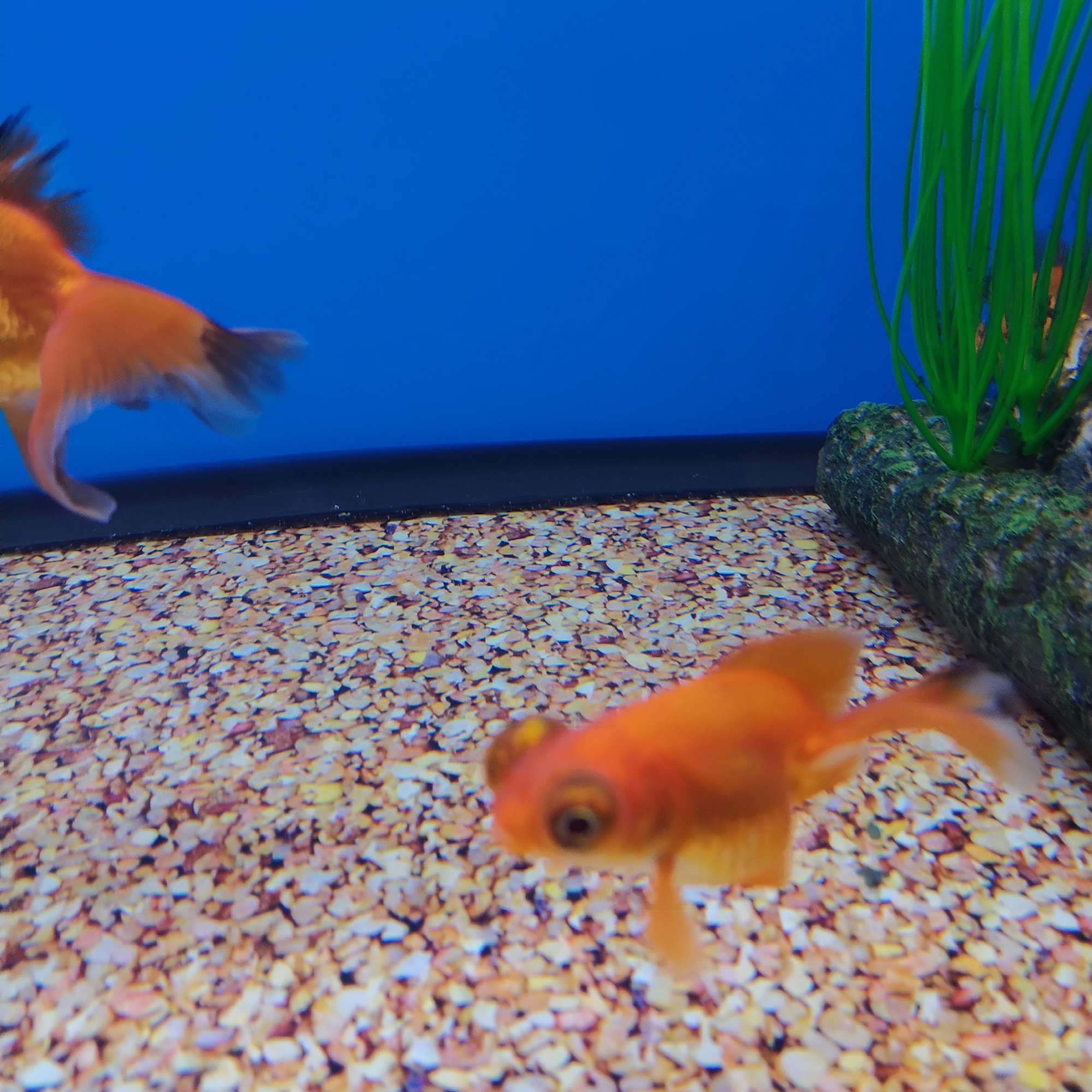 Petco Orange City
