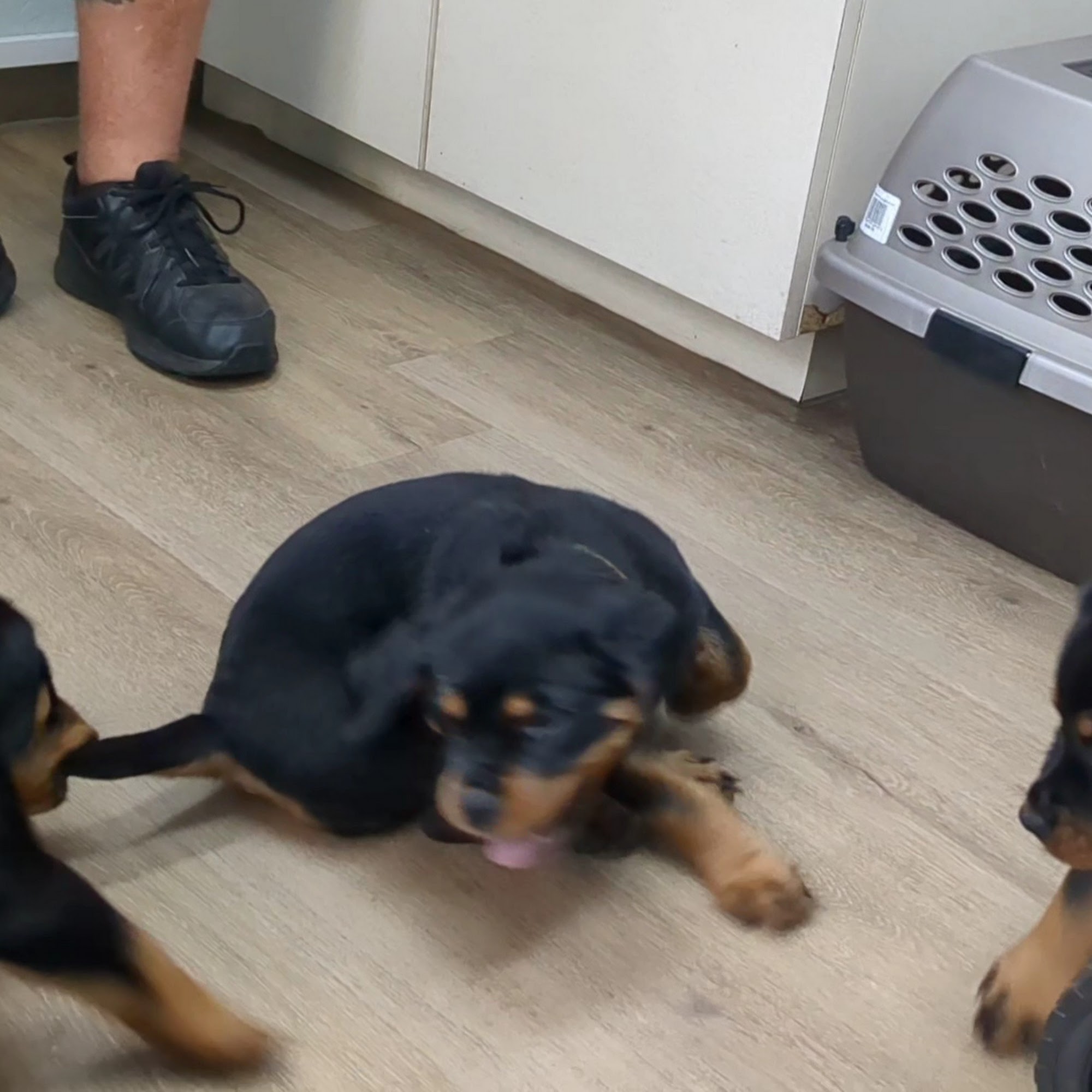 Volusia Woods Animal Clinic Orange City