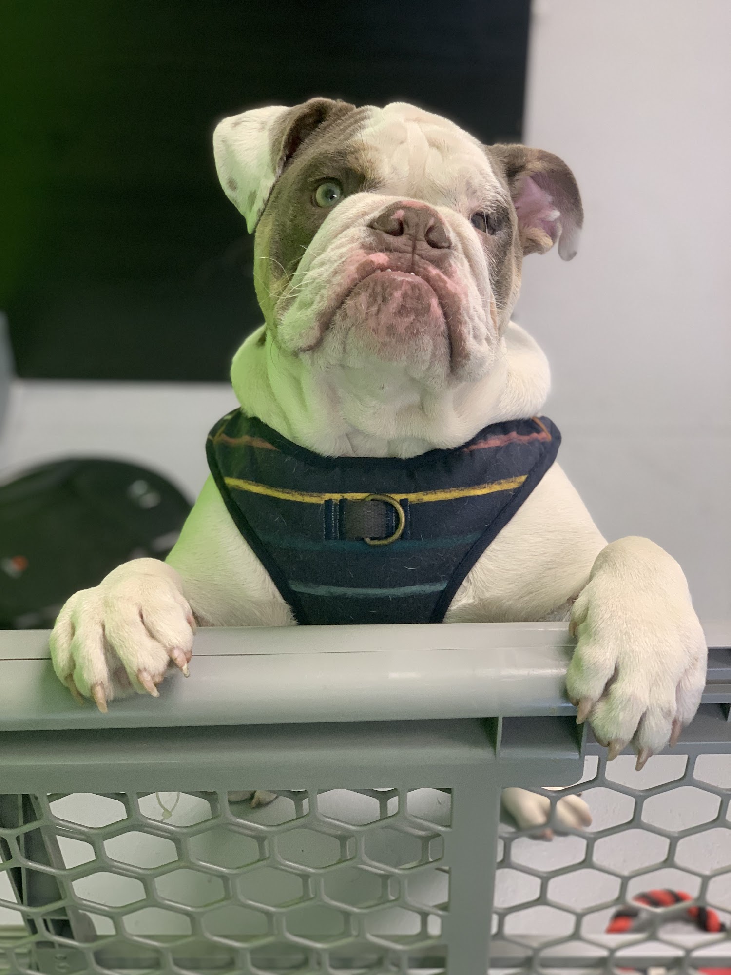 Caring Paws Orange City