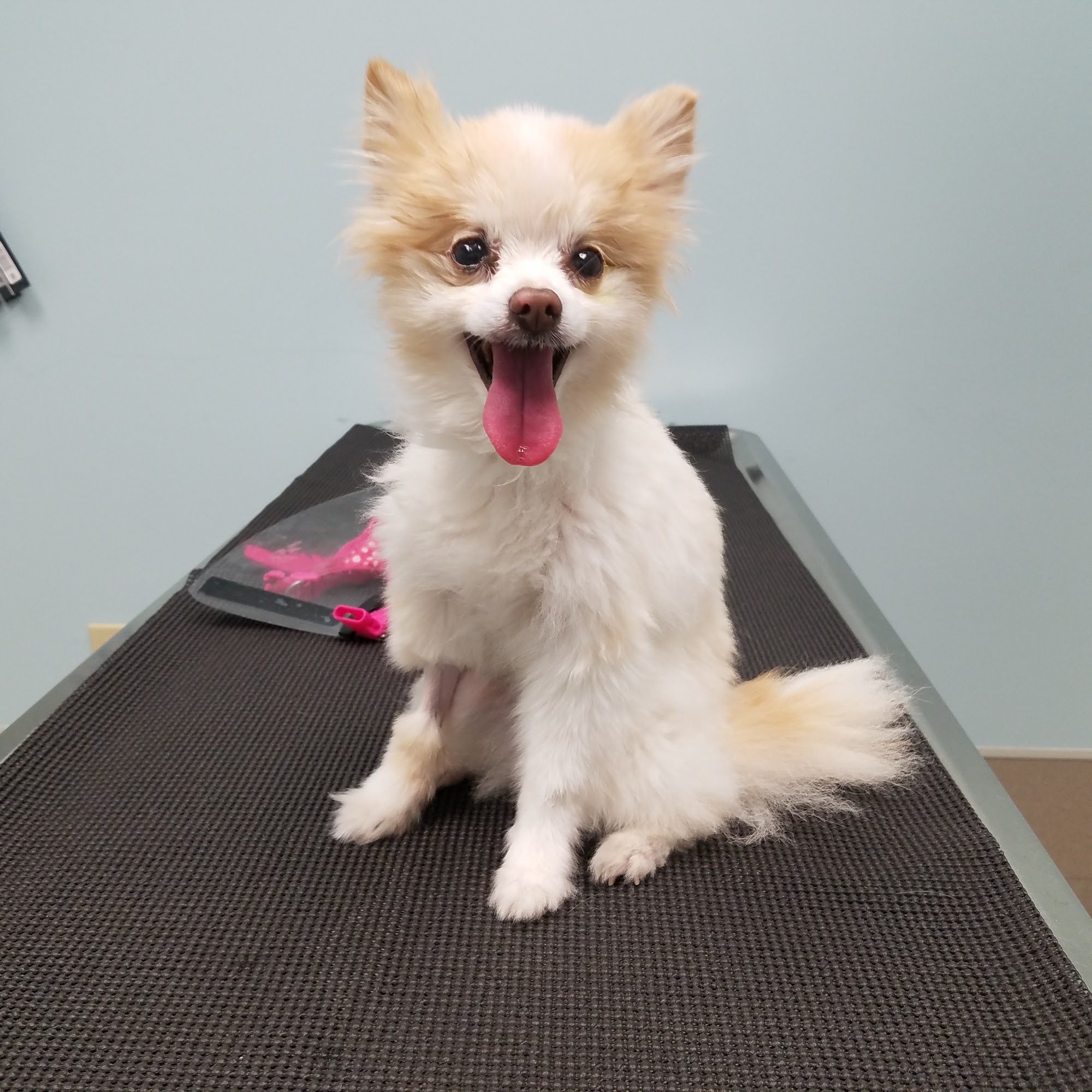 Animal Eye Clinic Orange Park