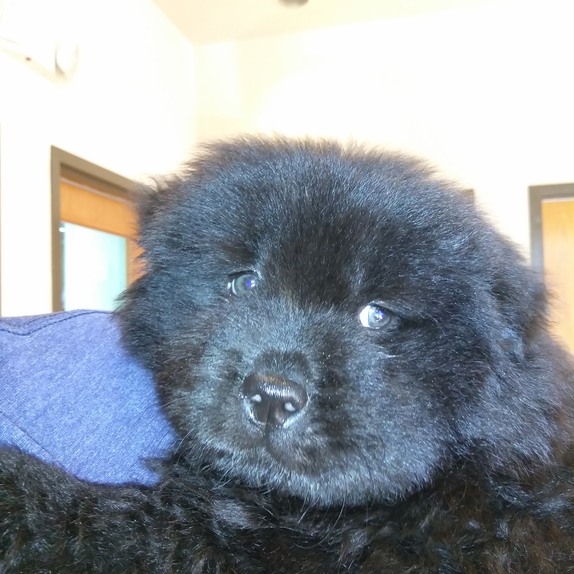 Julie Runnfeldt, DVM Orange Park