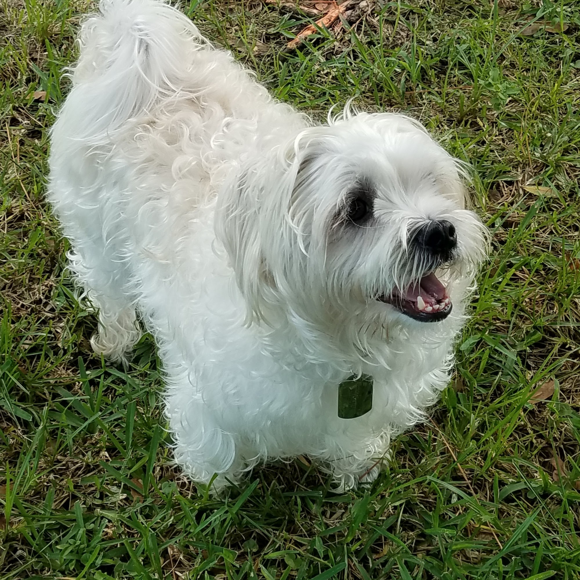 Clay County Animal Hospital Orange Park