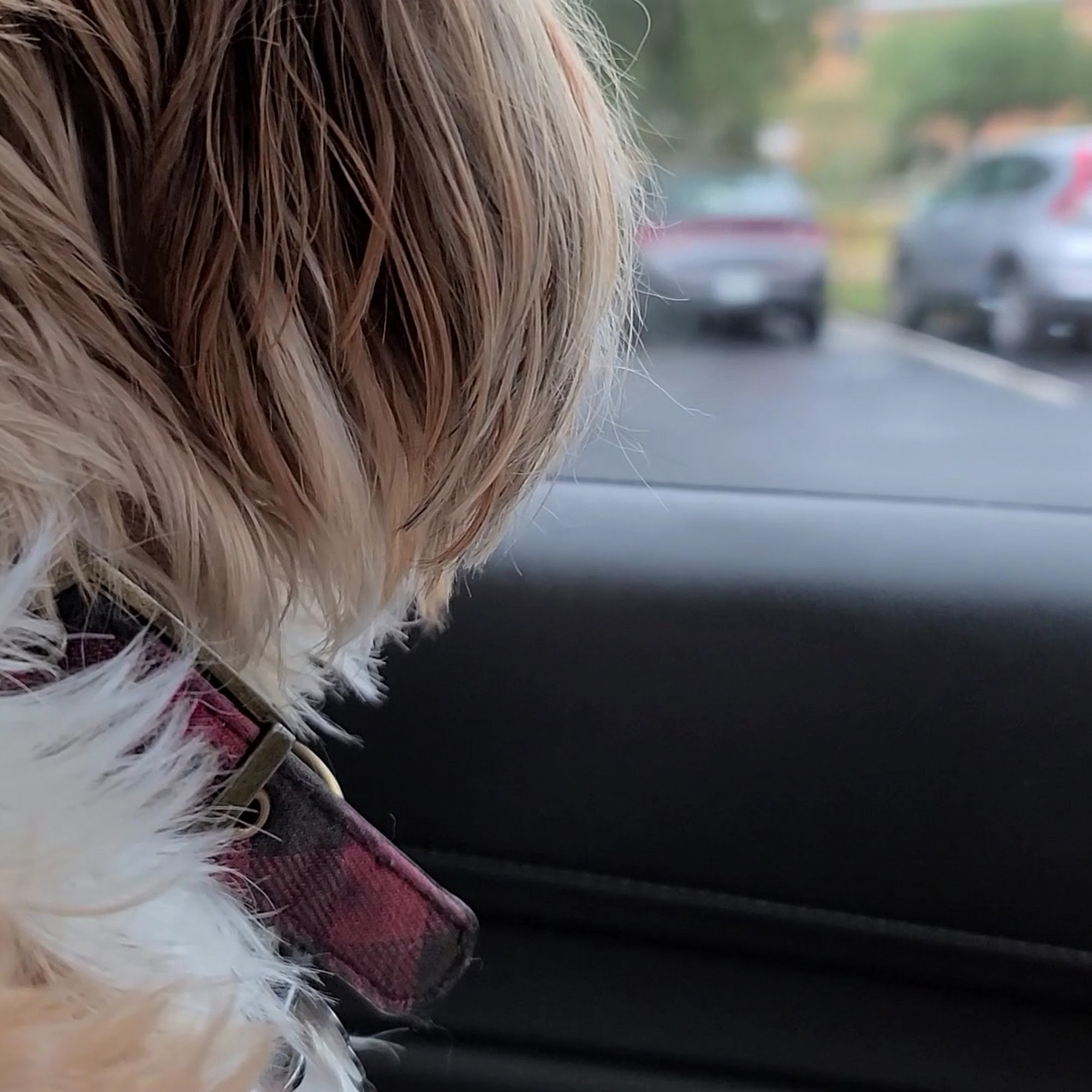 Kingsley Animal Hospital Orange Park