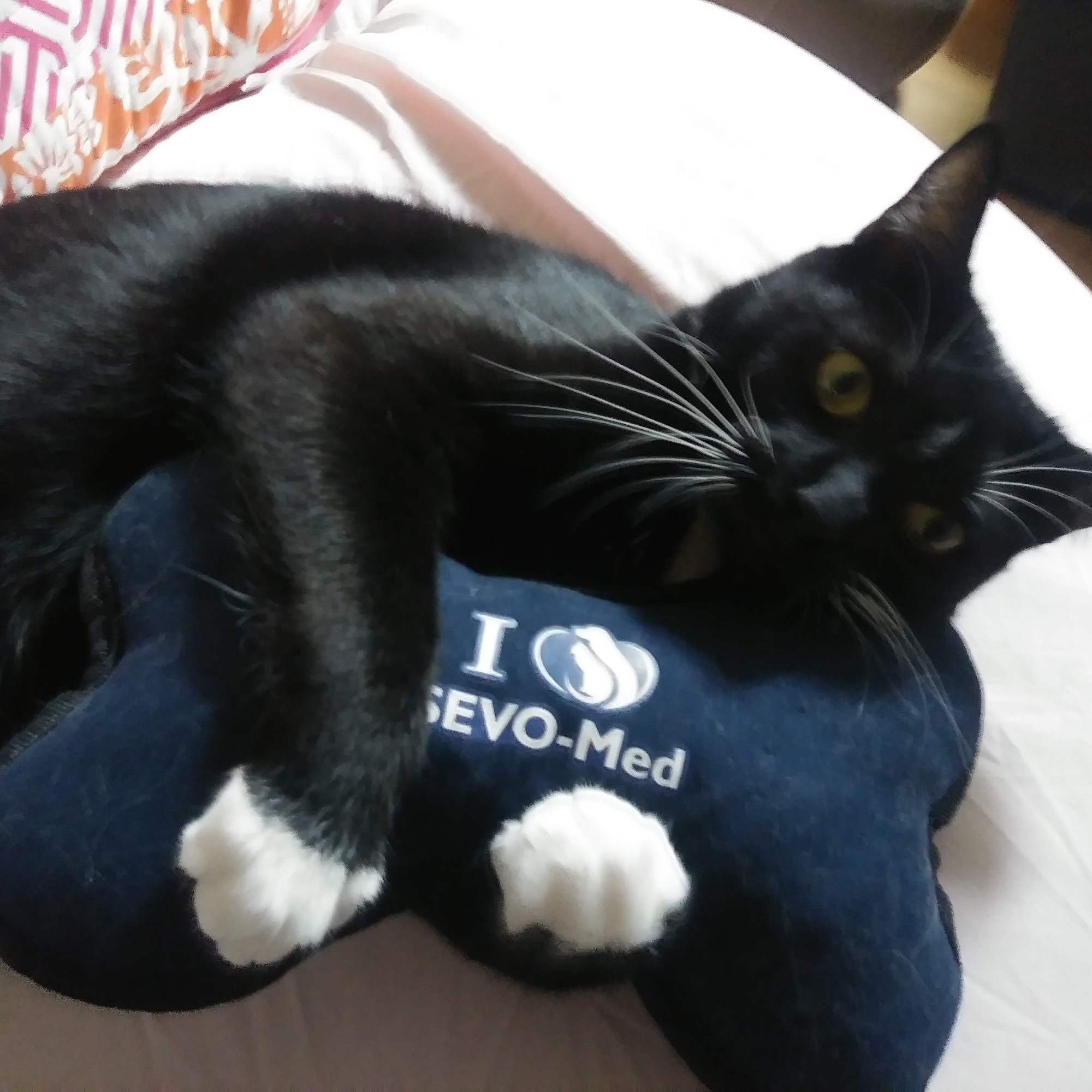 Southeast Veterinary Oncology and Internal Medicine - SEVOMED Orange Park