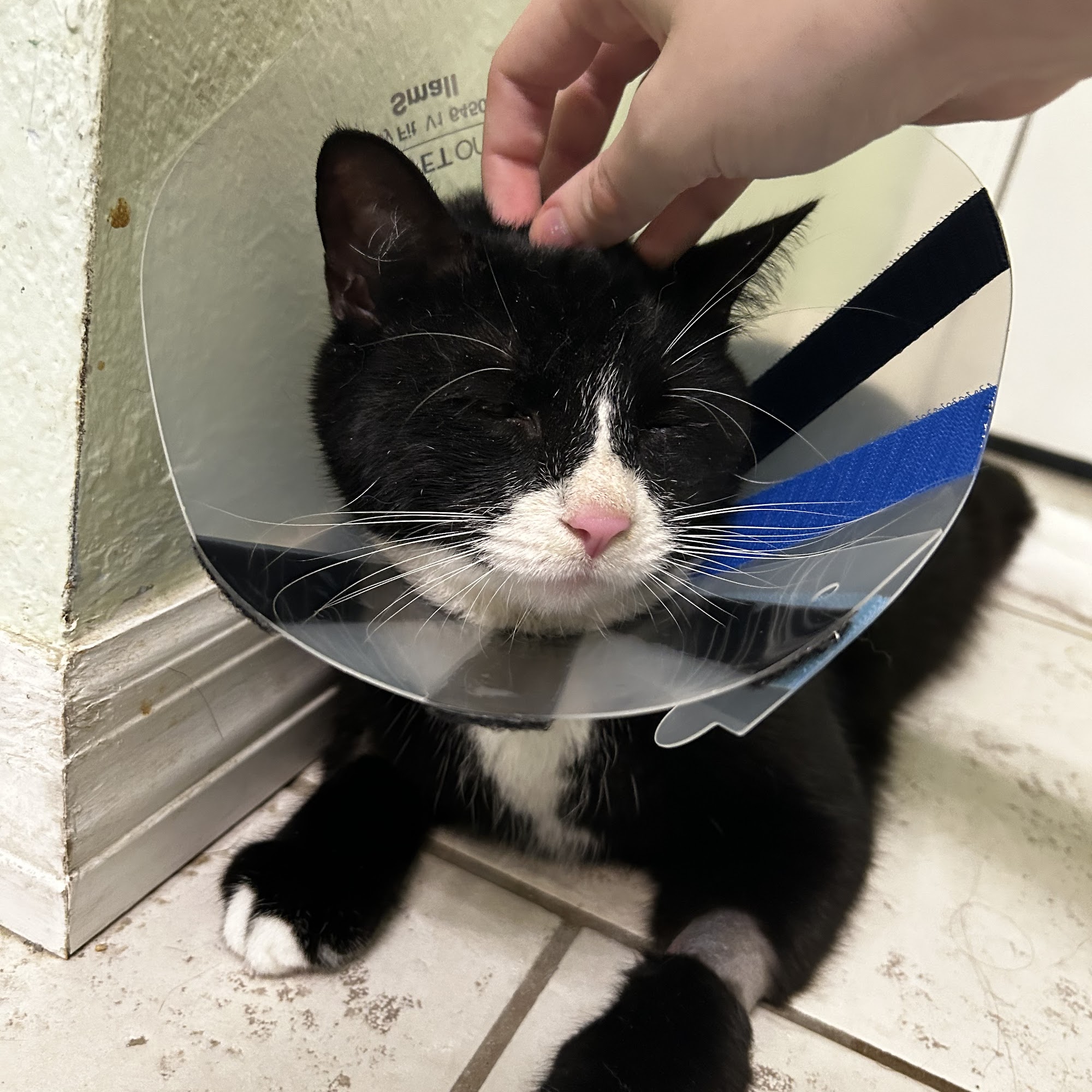 BluePearl Pet Neurology Orange Park