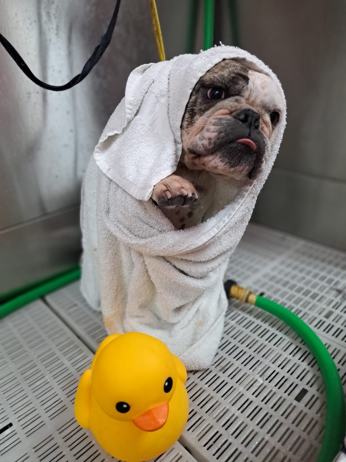 Woof Gang Bakery & Grooming Conway Orlando