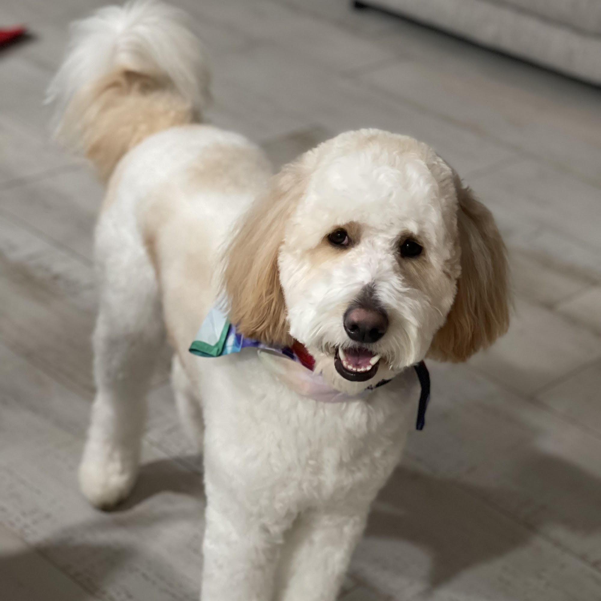 Waterford Lakes Animal Hospital Orlando