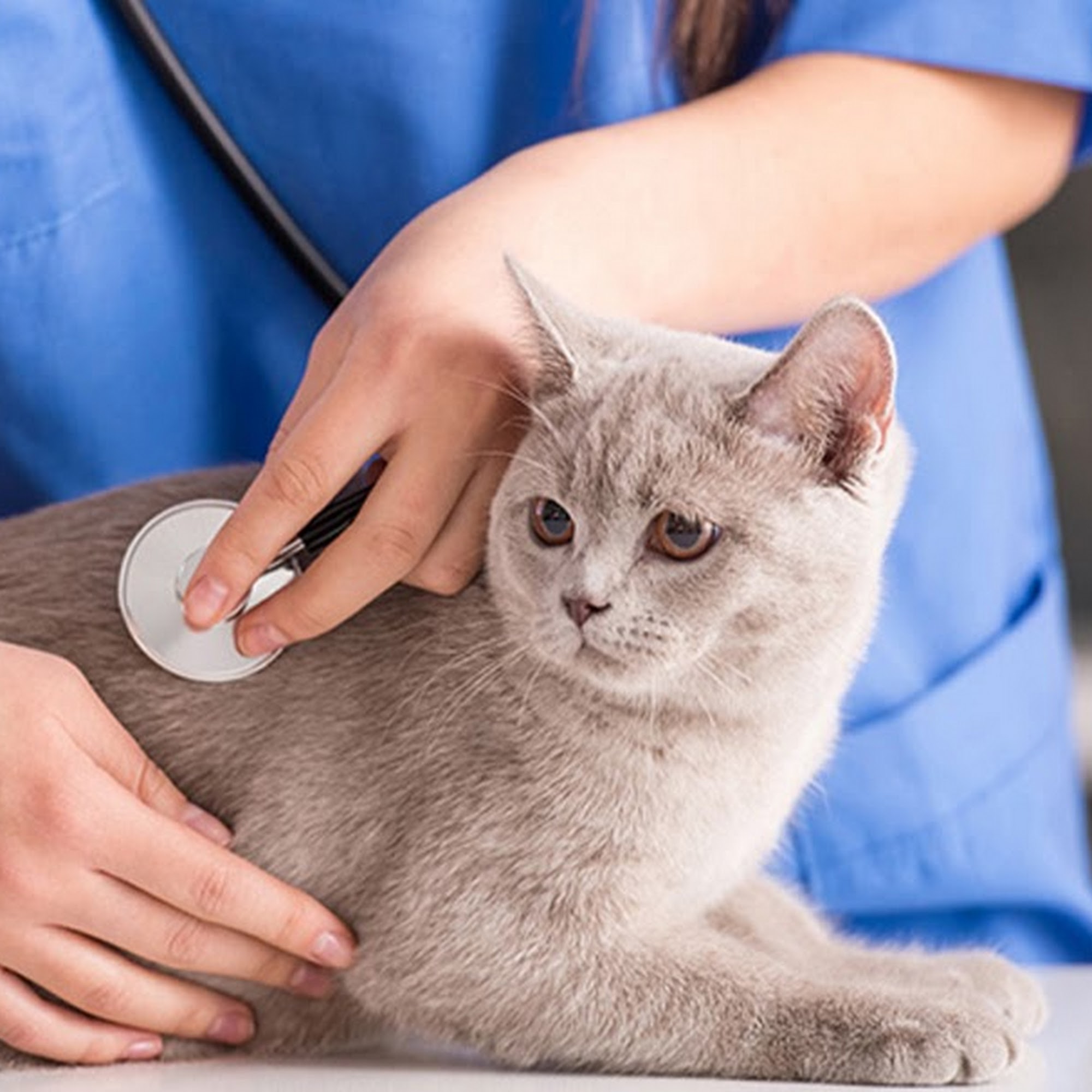 East Orange Animal Hospital Orlando