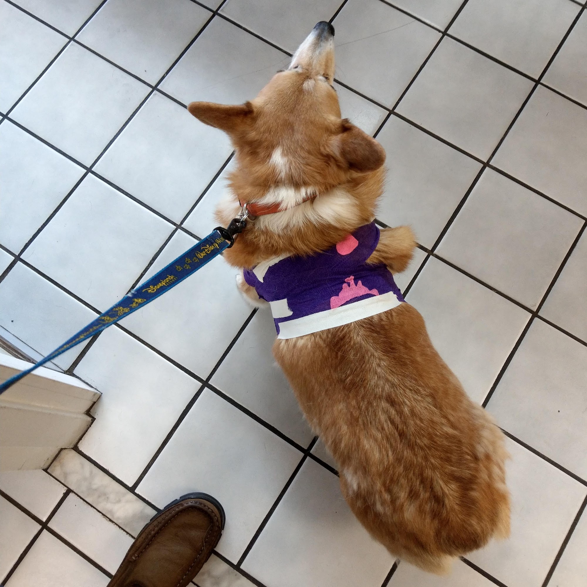 Pershing Oaks Animal Hospital Orlando